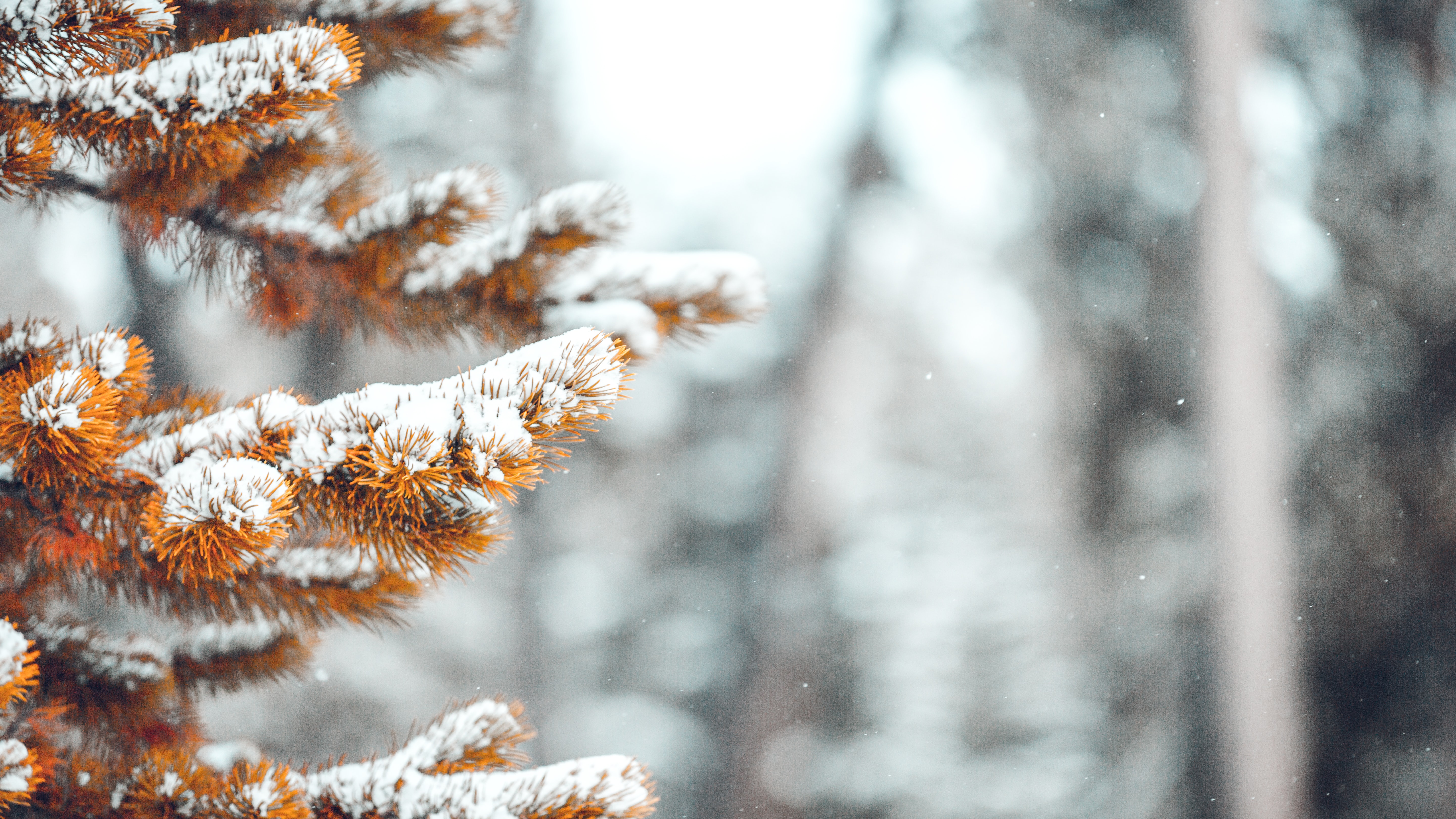 General 5760x3240 winter snow nature pine trees fall depth of field blurred closeup