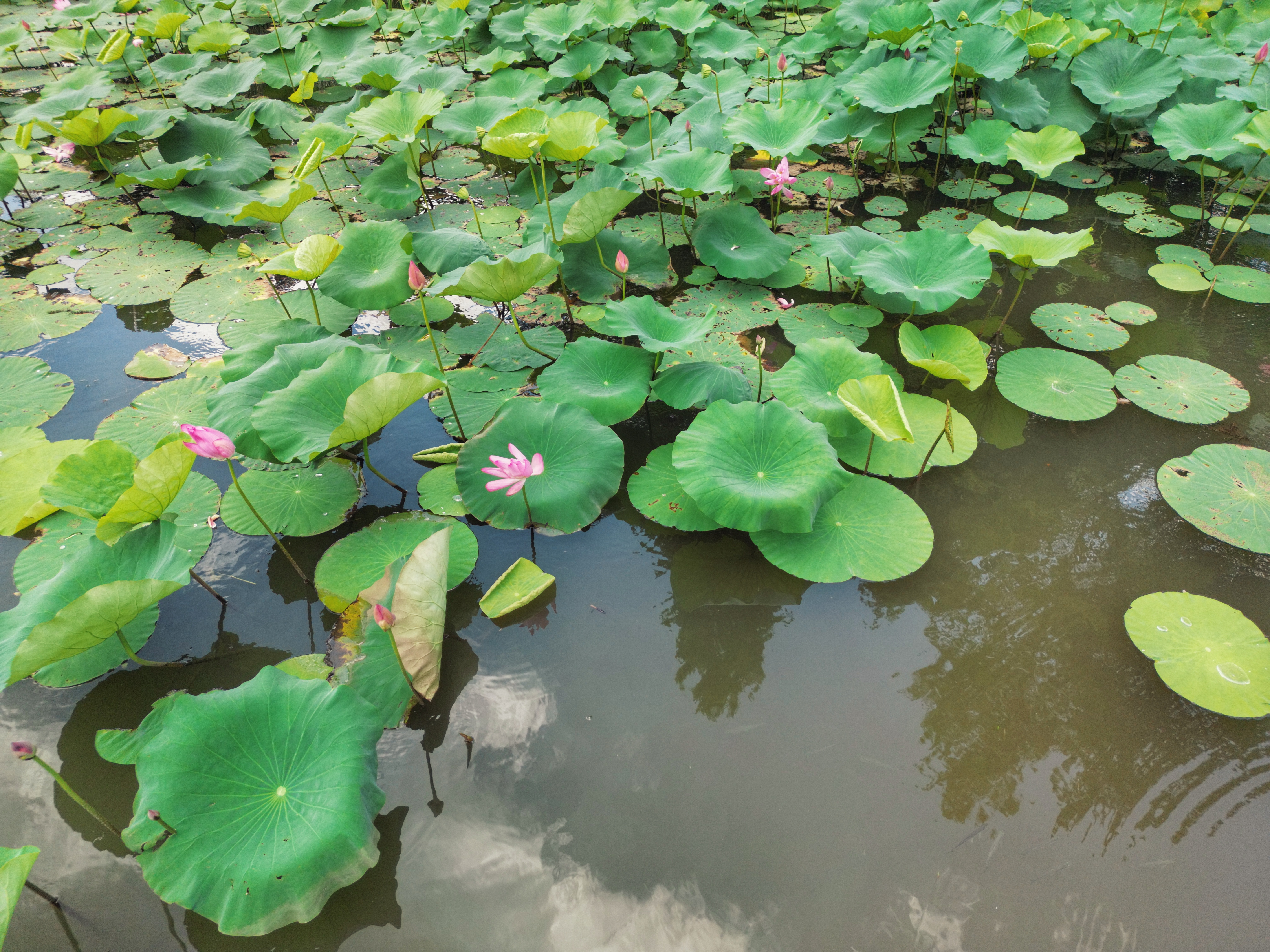 General 5773x4330 landscape drone photo Shanghai Lotus water water lilies reflection flowers