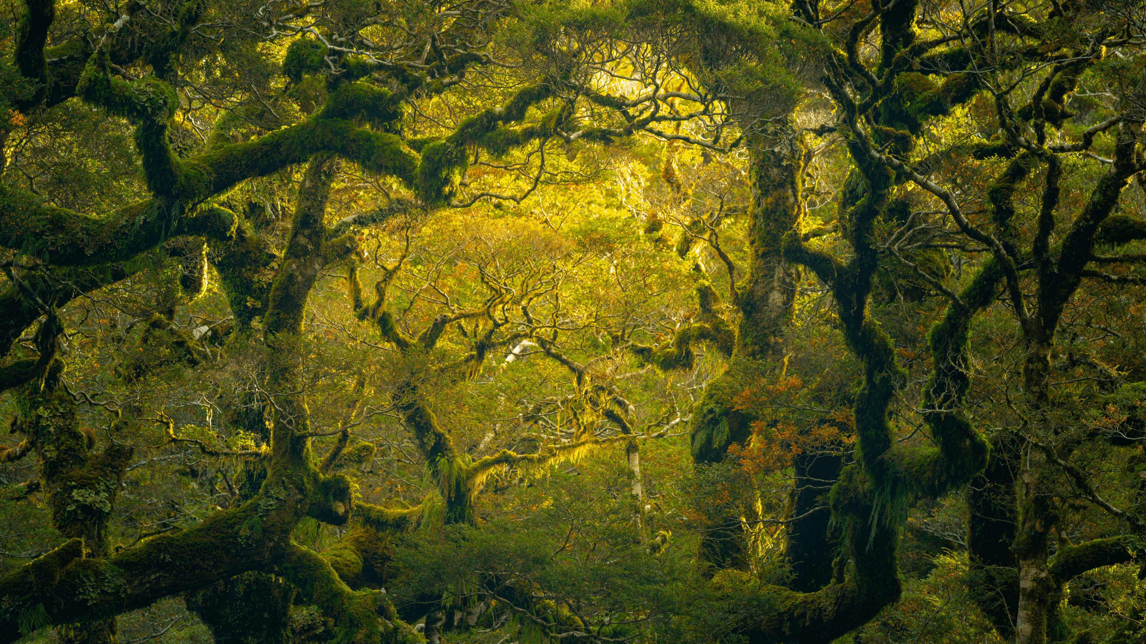 General 3840x2160 nature trees branch leaves moss rainforest New Zealand