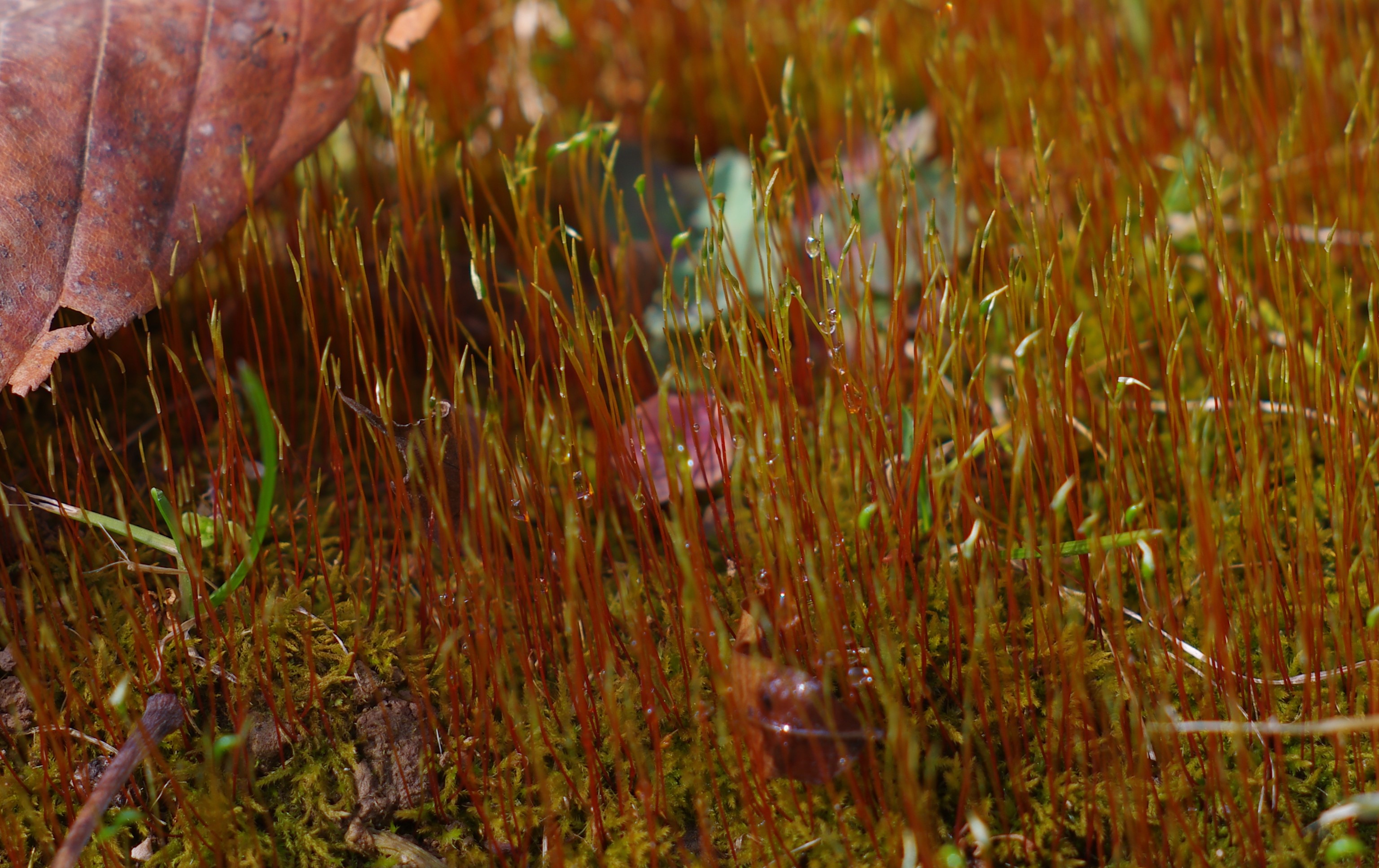 General 3073x1935 spring nature moss closeup macro