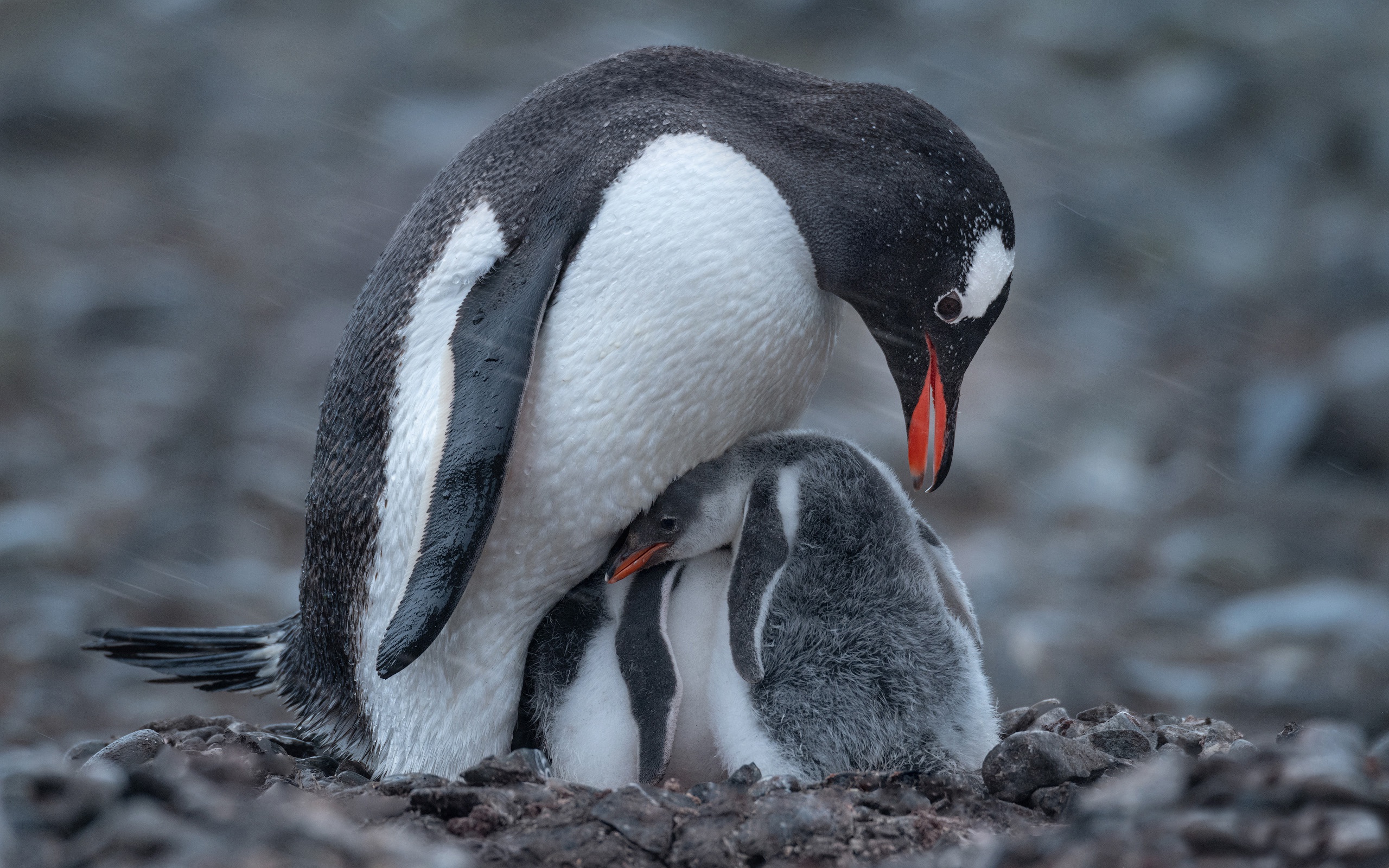 General 2560x1600 penguins birds stones baby animals storm depth of field animals closeup