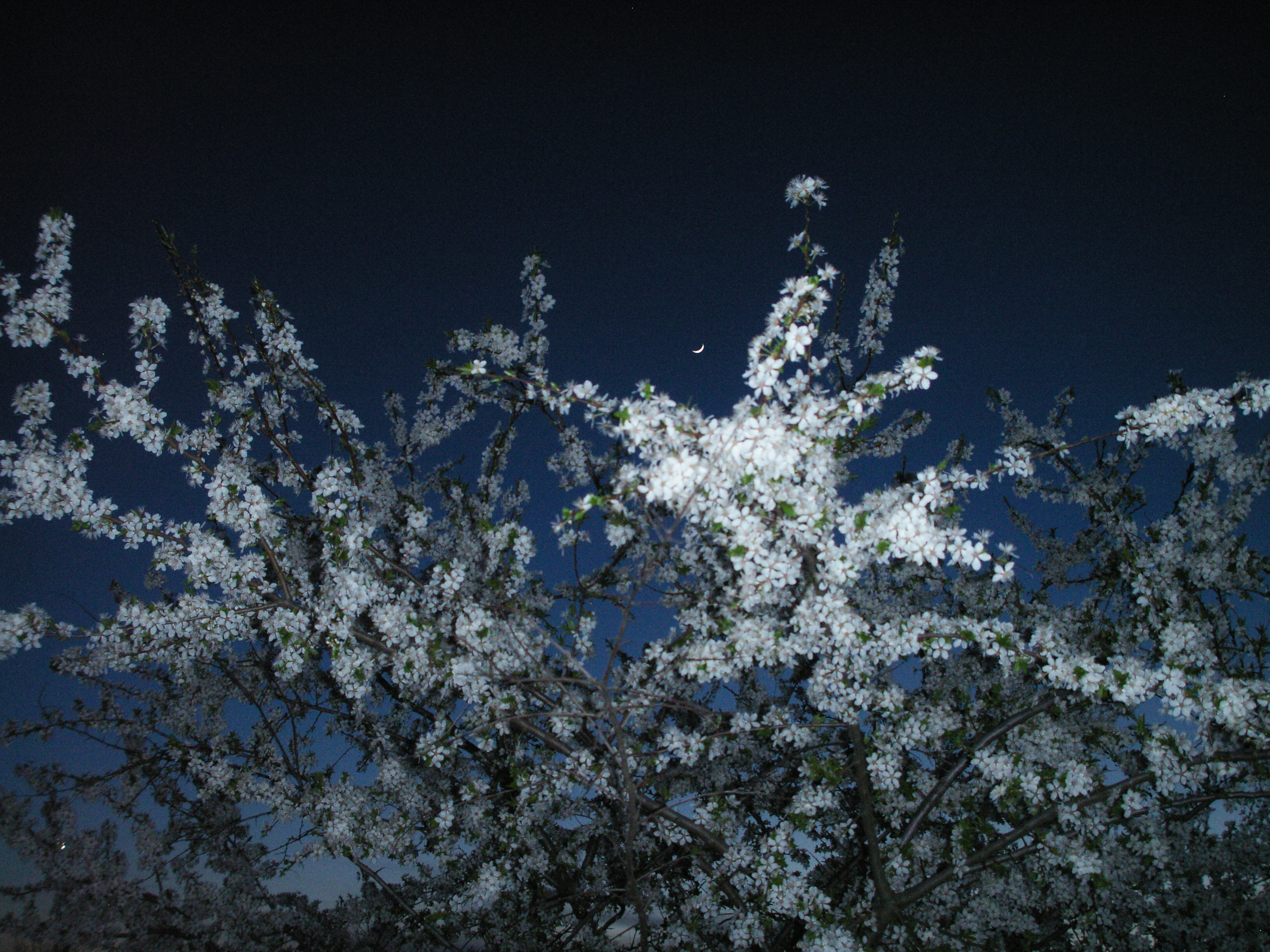 General 3264x2448 nature forest flowers sky Moon spring night sky night evening