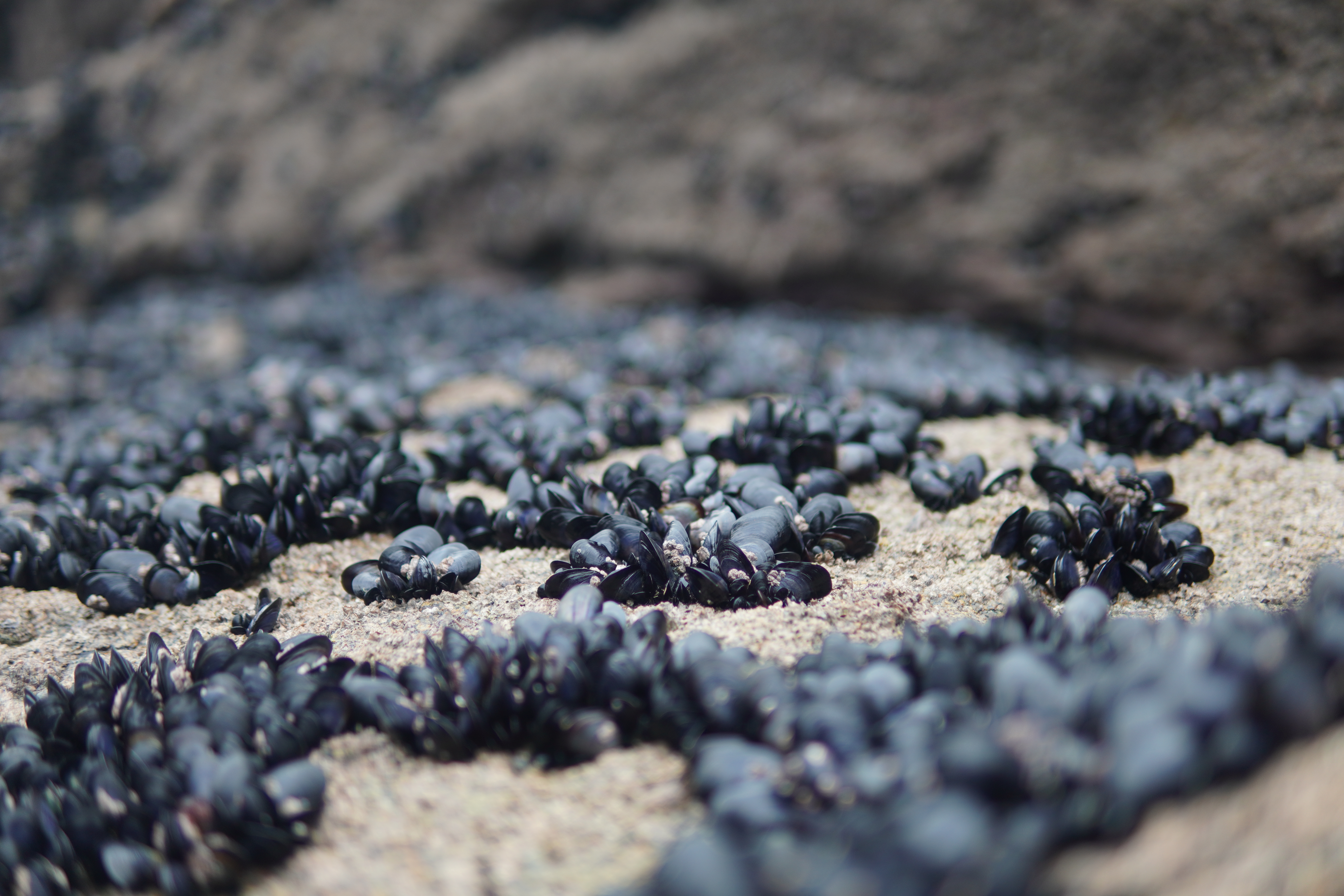 General 6000x4000 mussels Brittany (France) beach bokeh rocks