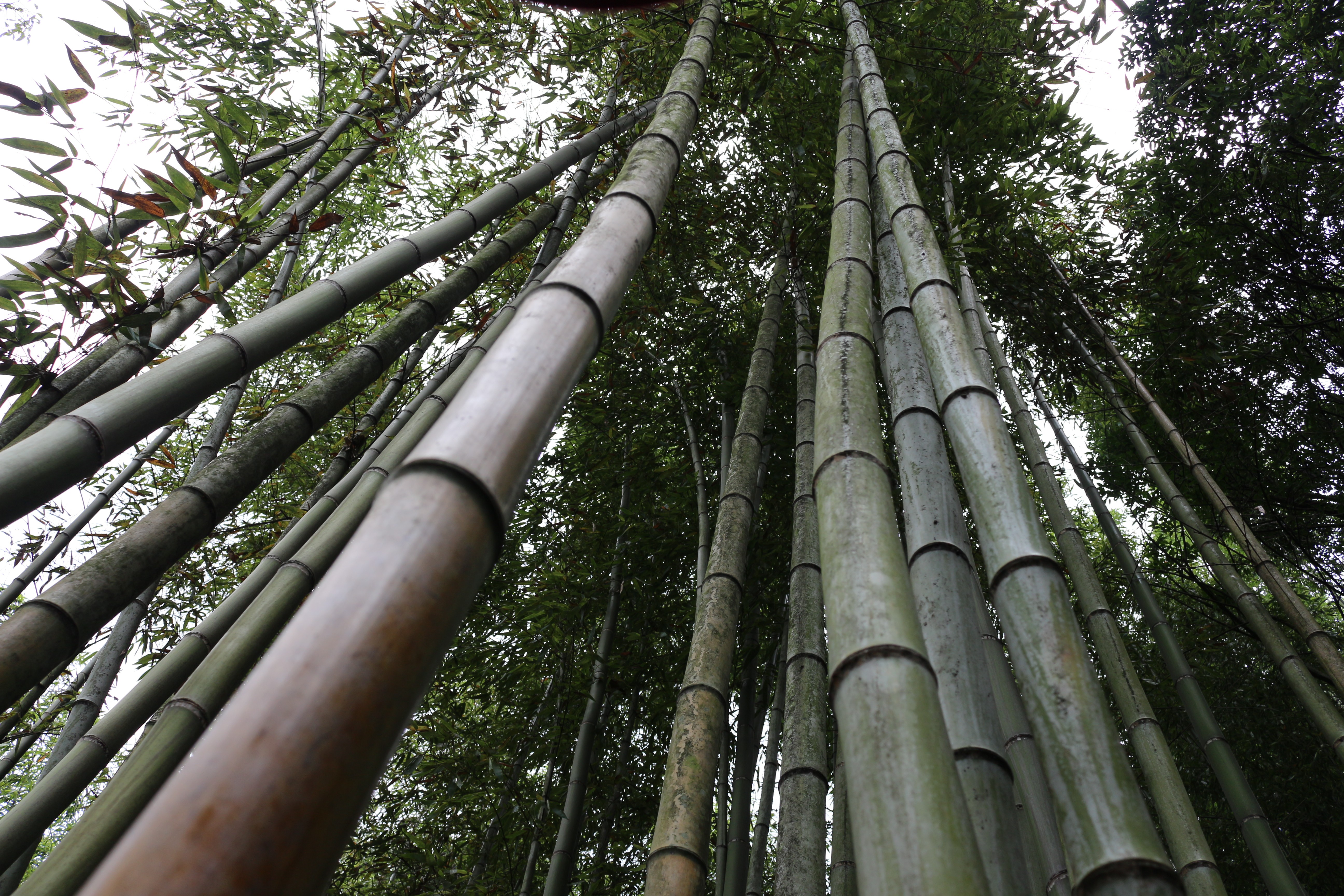 General 5184x3456 bamboo forest landscape Japanese Garden