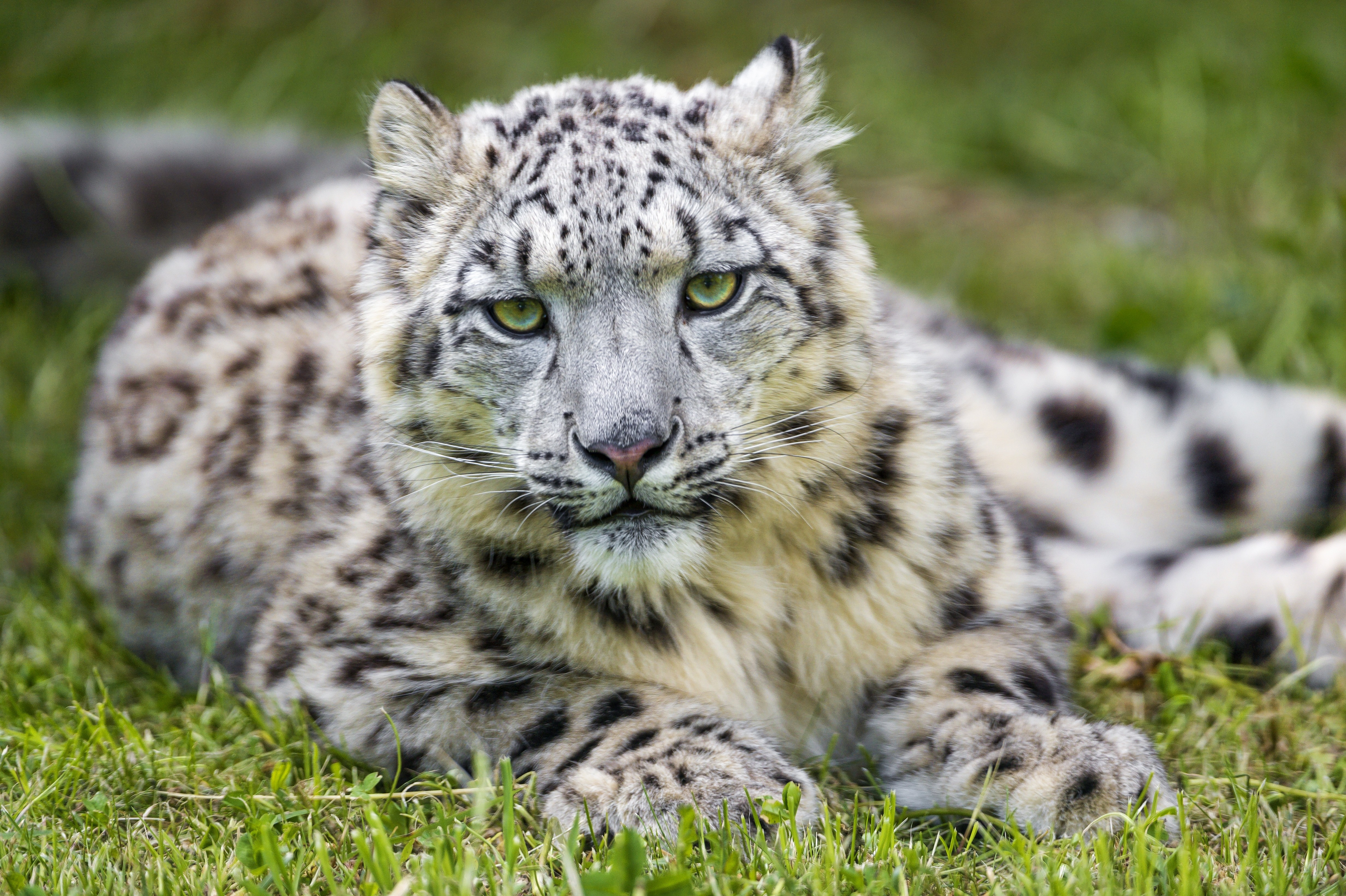 General 4928x3280 animals feline mammals snow leopards wildlife closeup