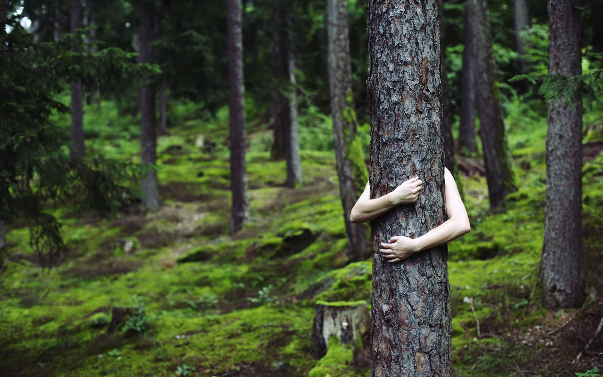 General 1920x1200 trees forest tree trunk arms hugging green moss pine trees women outdoors outdoors model plants women