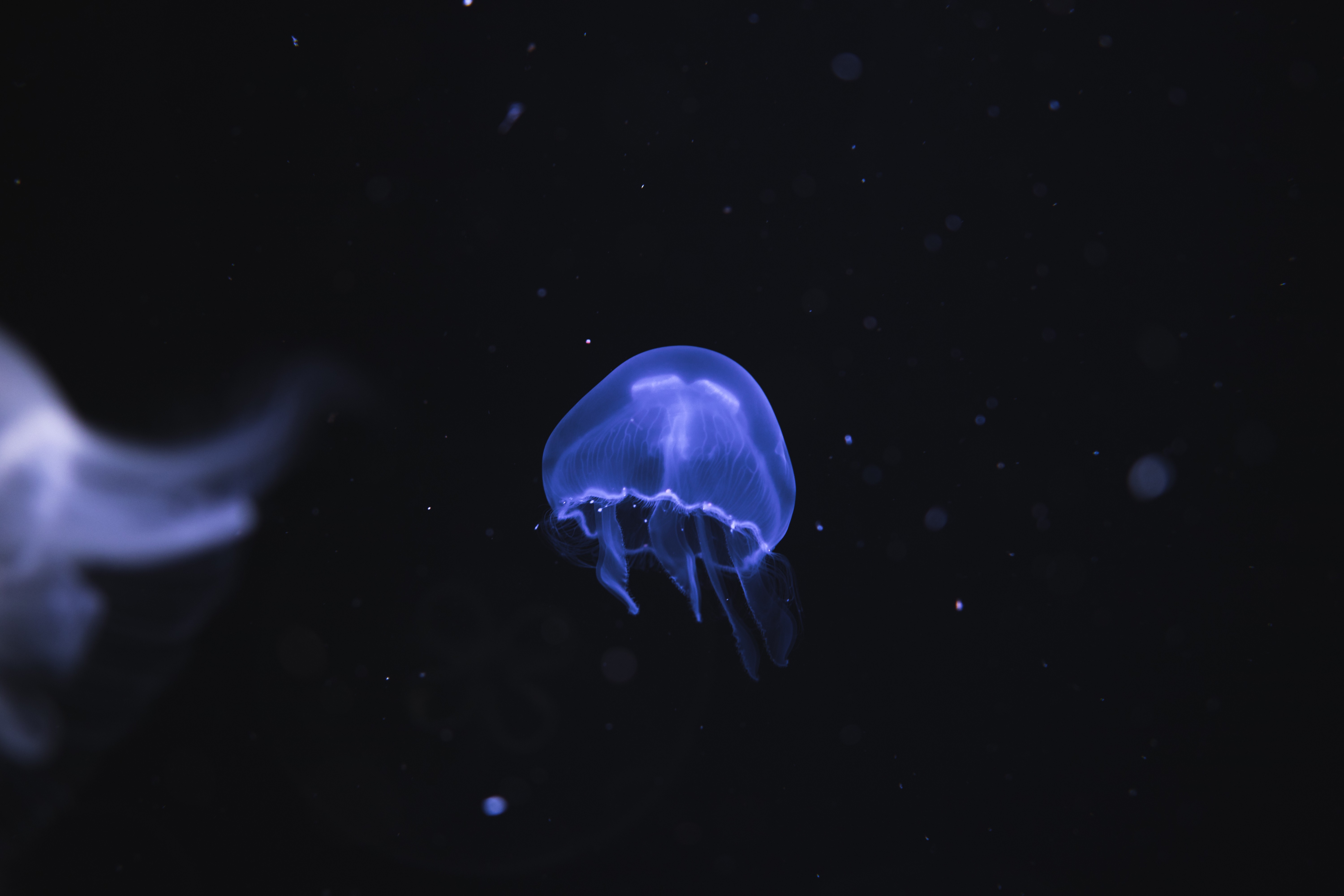 General 6000x4000 nature animals jellyfish Medusa underwater sea