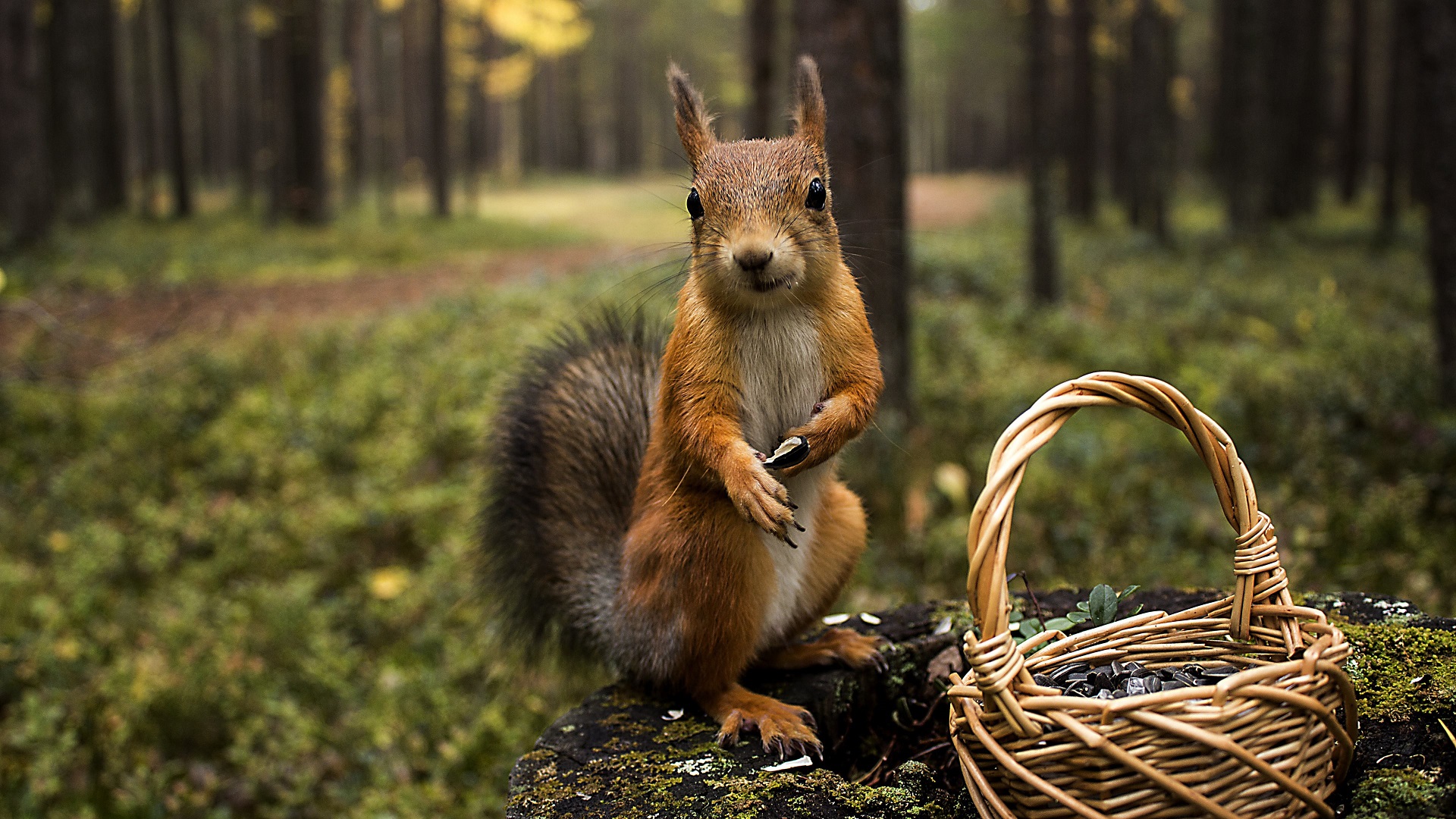 General 1920x1080 animals photography squirrel baskets nature forest