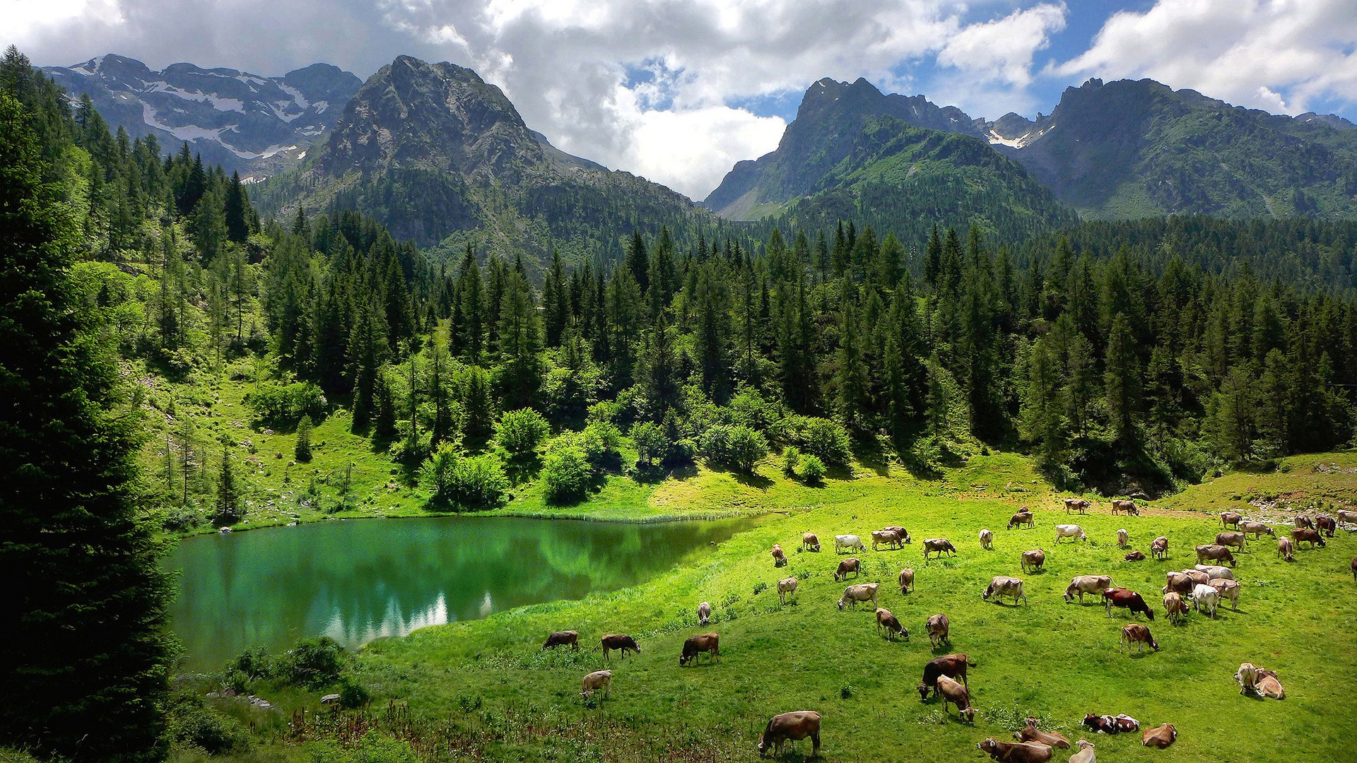 General 1920x1080 nature landscape trees forest Alps Italy water lake animals pine trees mountains clouds grass reflection field