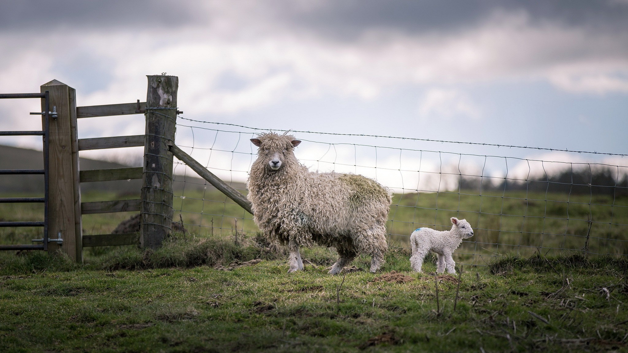 General 2048x1152 animals sheep fence lamb baby animals mammals outdoors