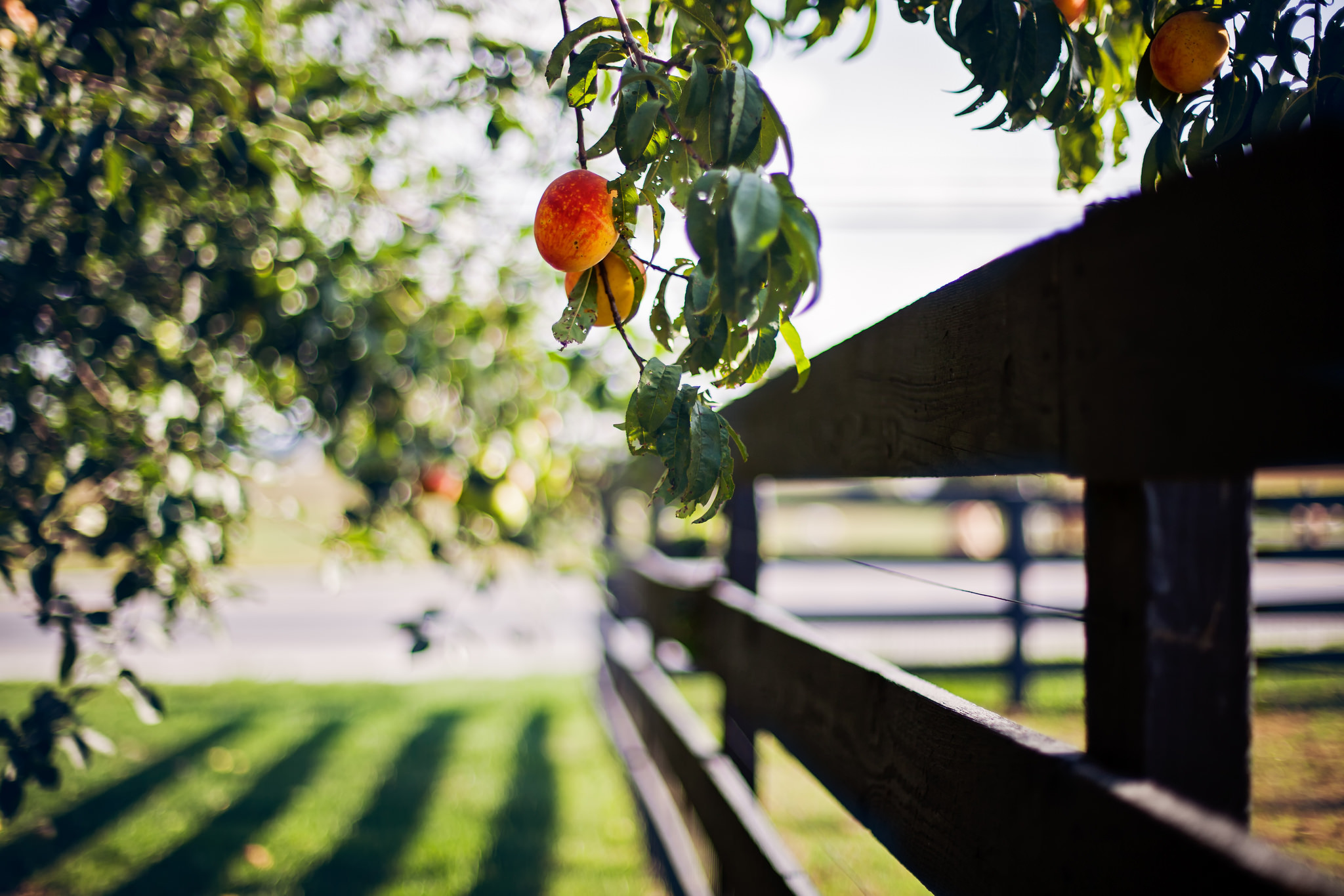 General 2048x1365 fruit trees fence plants