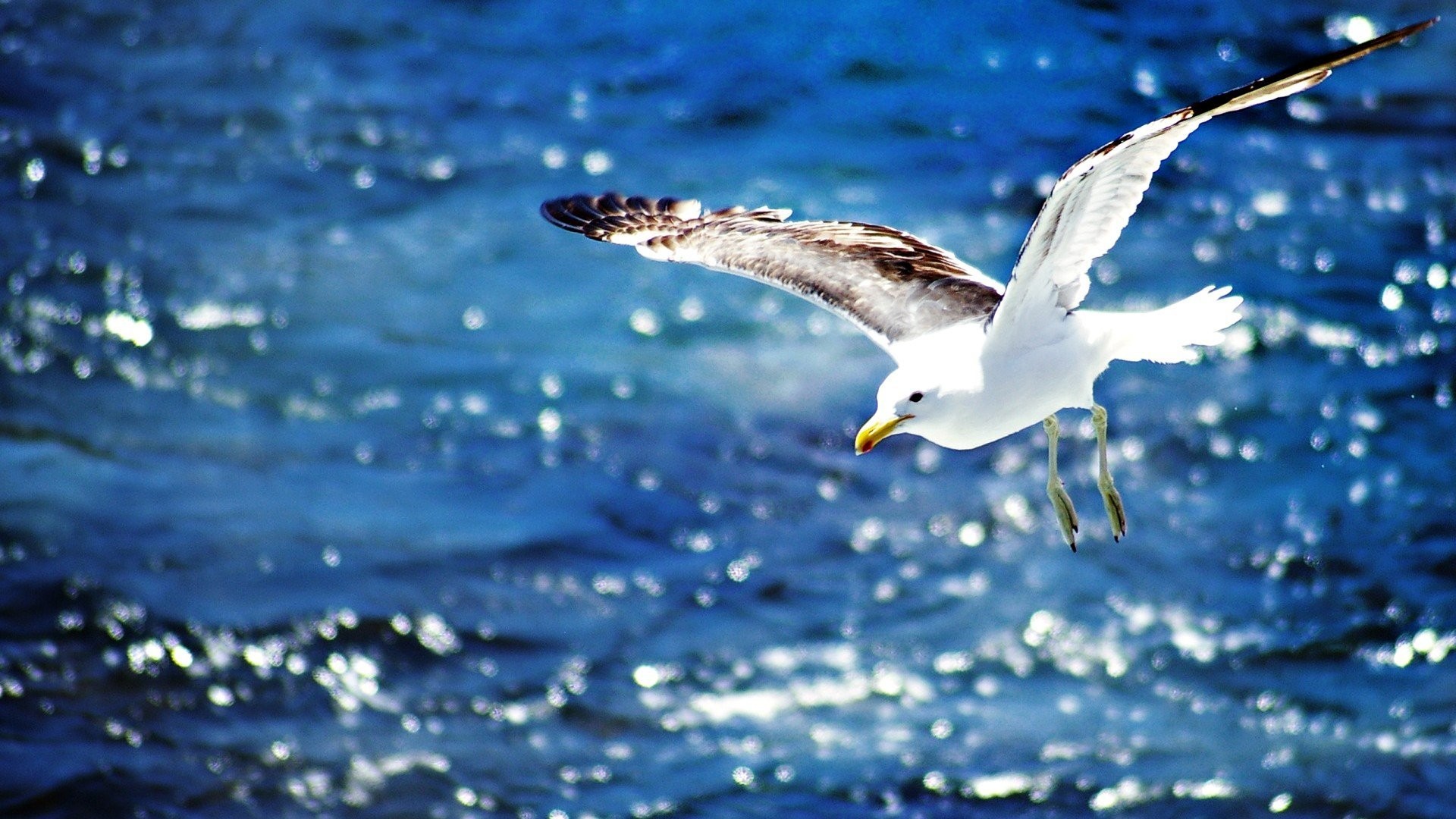 General 1920x1080 seagulls water birds animals nature wings flying