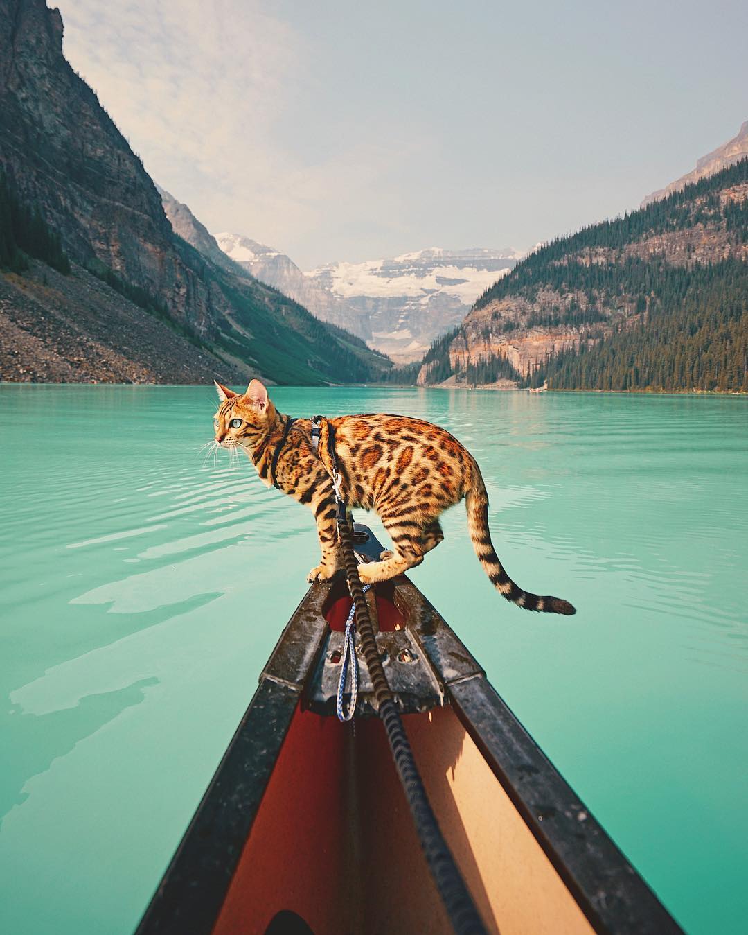 General 1080x1349 cats landscape mountains water trees animals boat