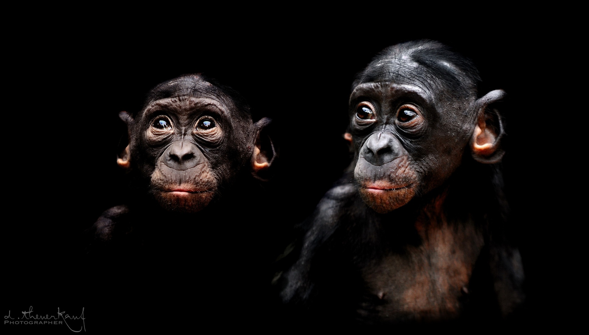 General 1936x1100 dark apes animals chimpanzees