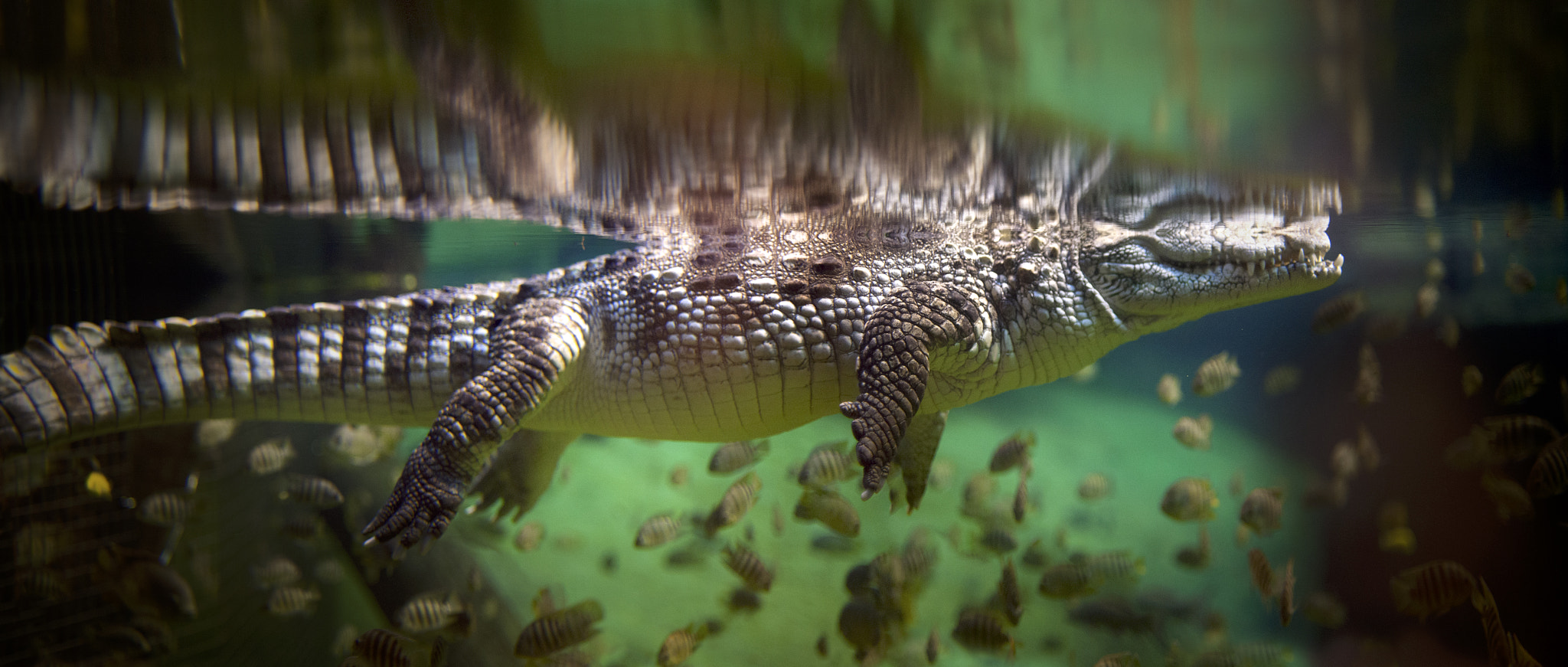 General 2048x871 underwater alligators animals fish crocodiles