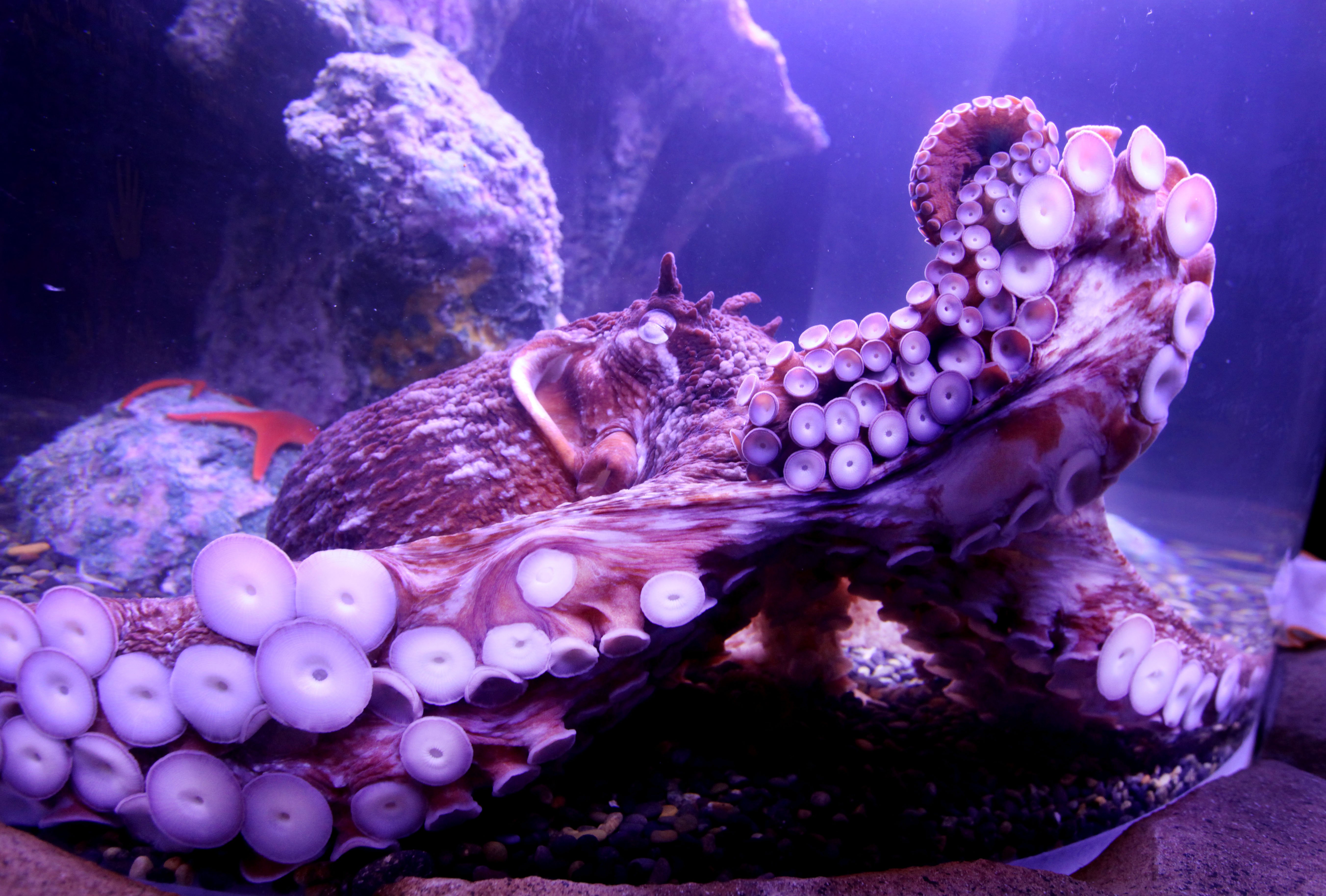 General 5408x3656 octopus sea underwater closeup