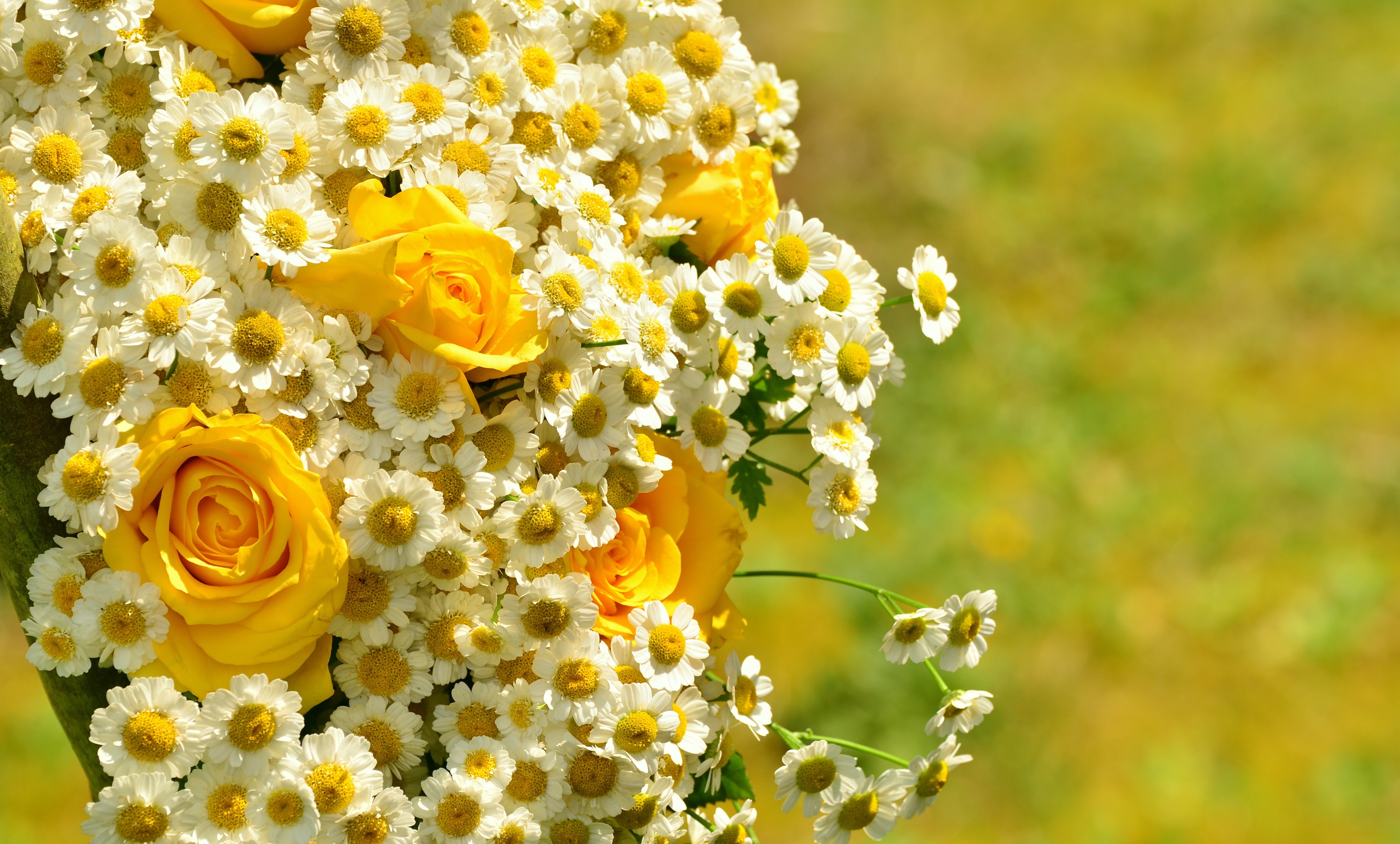 General 4594x2769 bouquet bokeh flowers yellow roses blurred blurry background chamomile rose