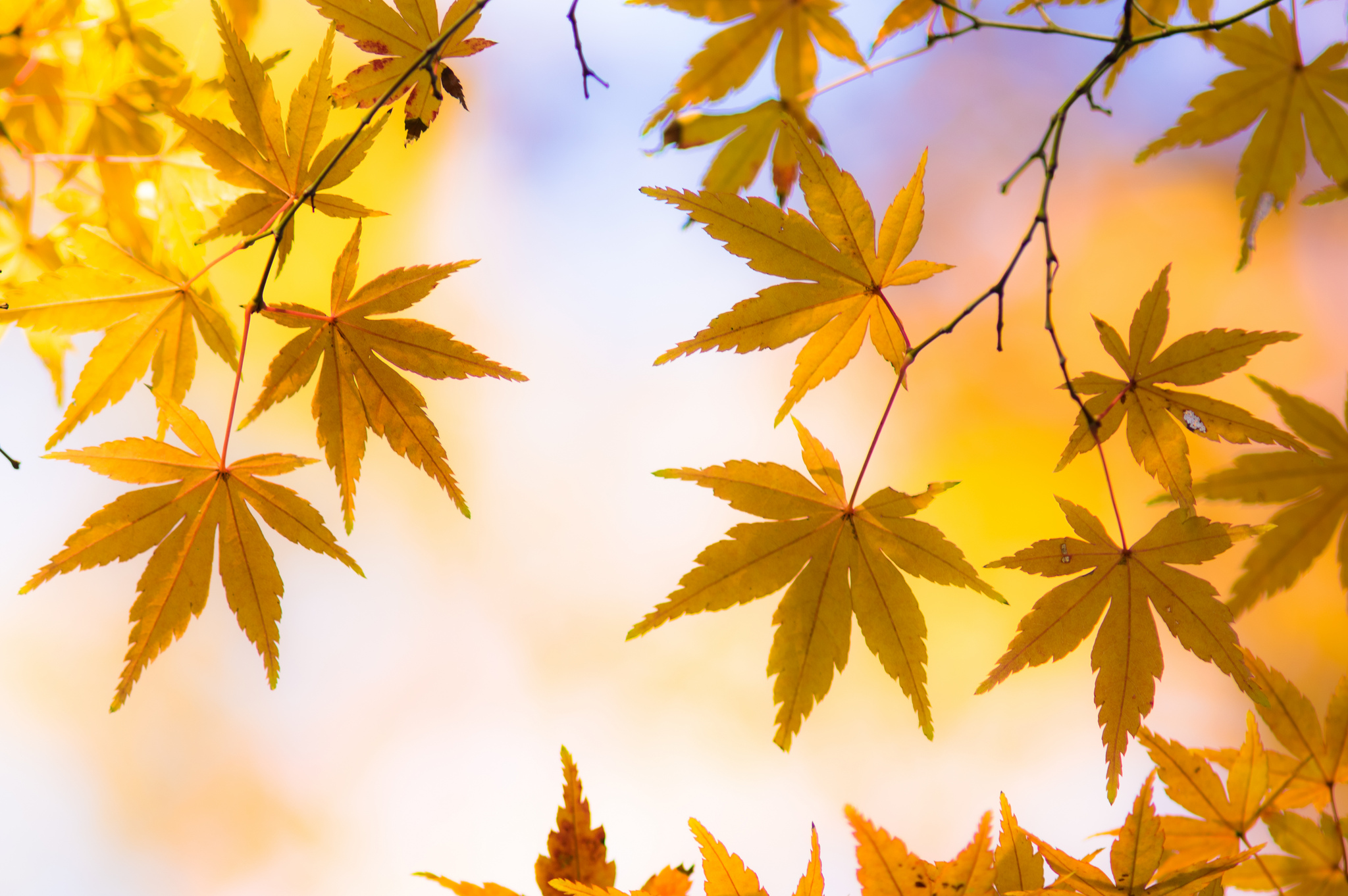 General 2048x1362 leaves nature macro colorful Japanese maple