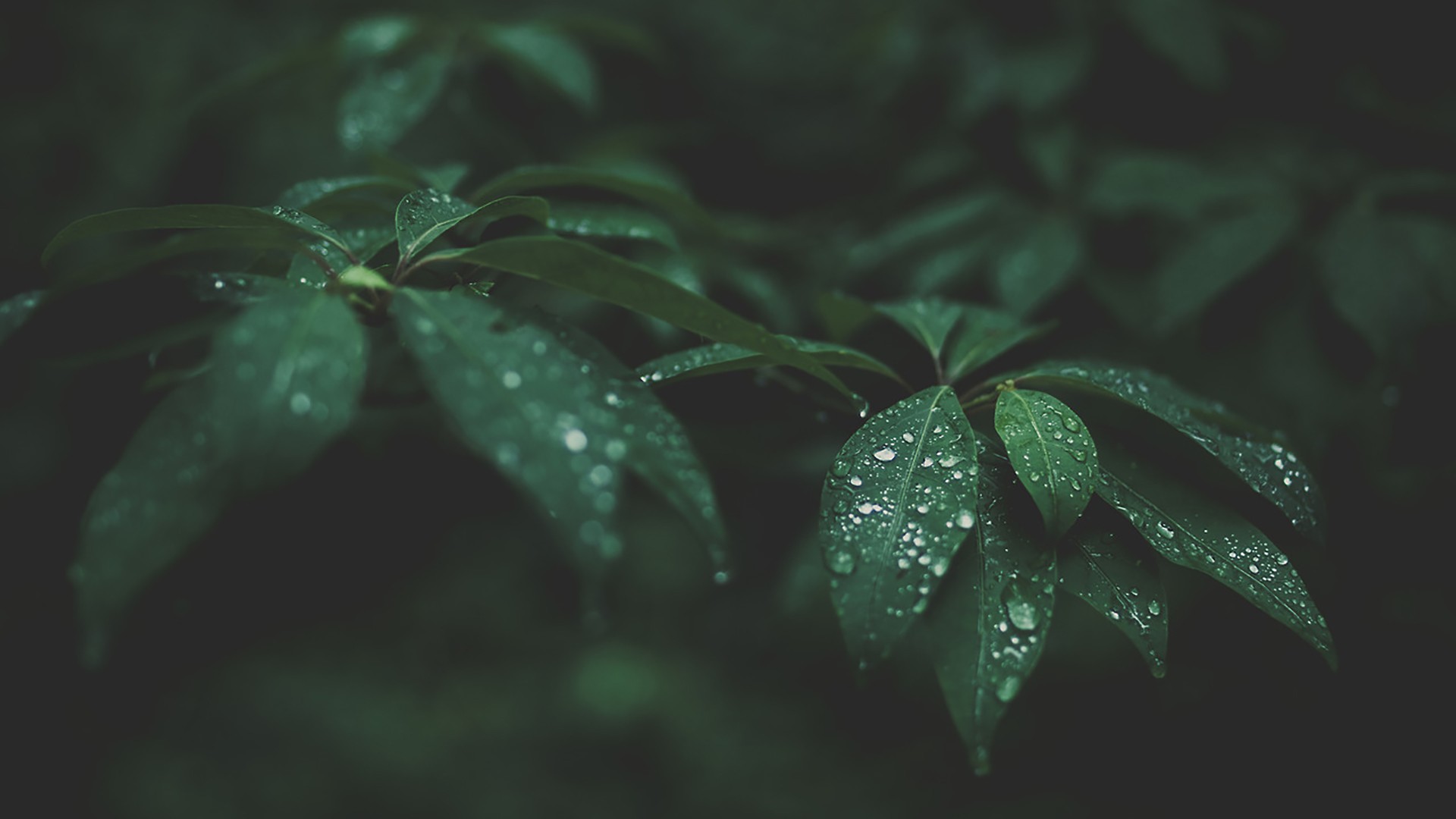 General 1920x1080 leaves water drops blurred photography nature green plants