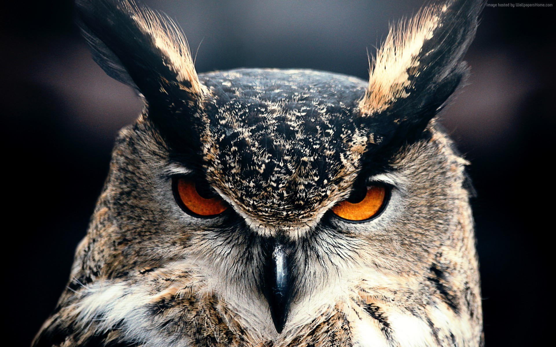 General 1920x1200 owl birds animals animal eyes closeup