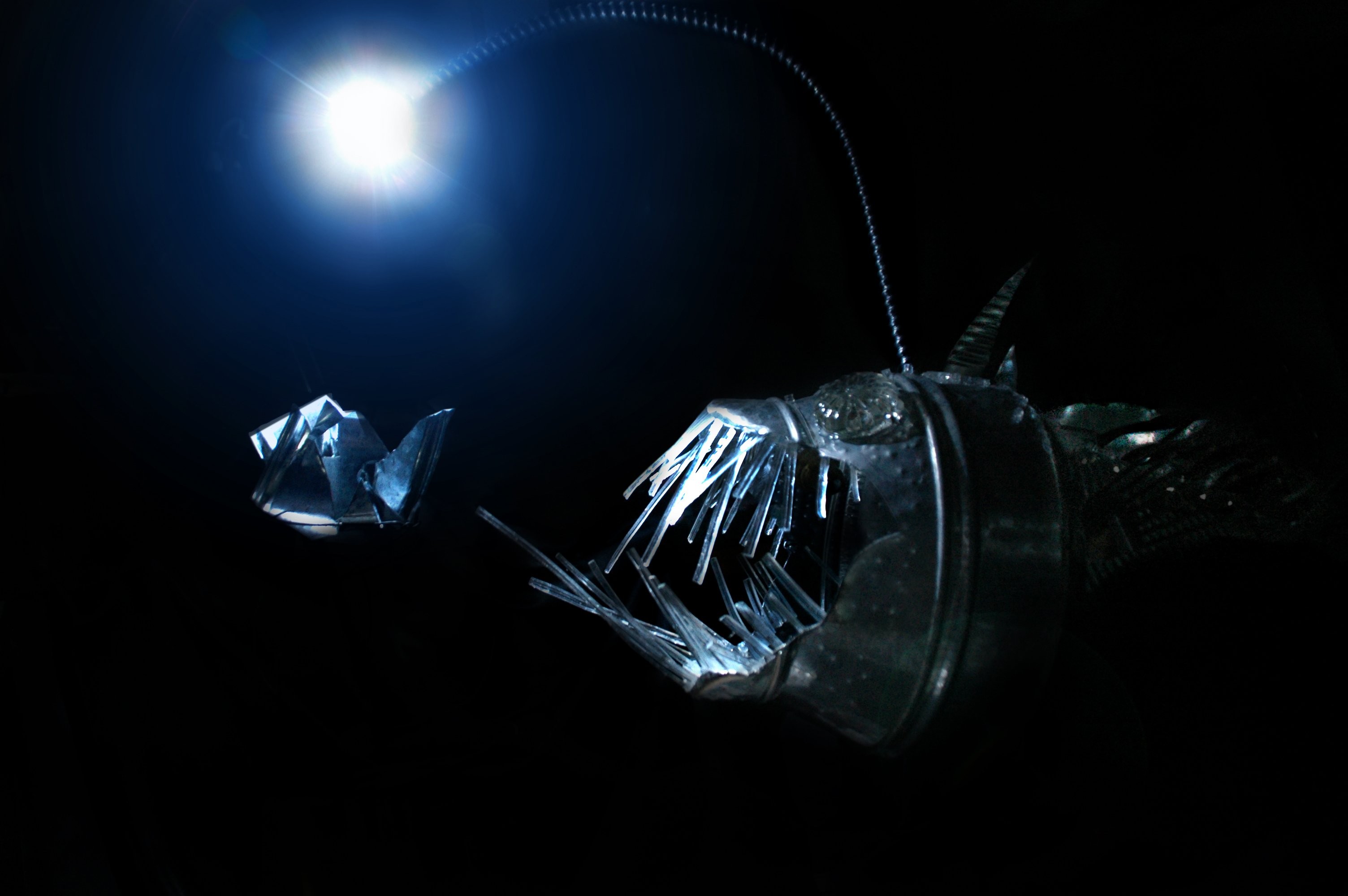 General 3008x2000 Anglerfish deep sea creature fish low light