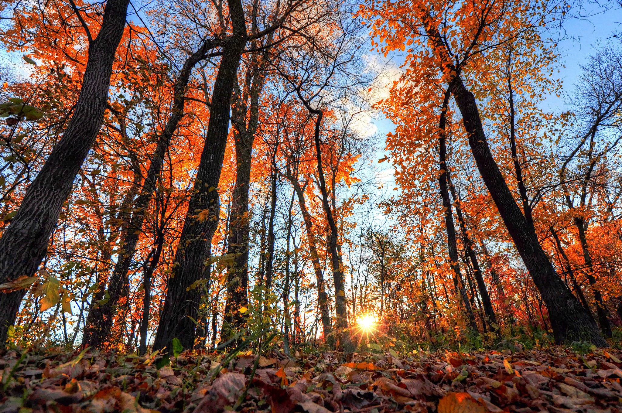 General 2048x1360 plants forest fall Sun worm's eye view low-angle trees sunlight fallen leaves leaves