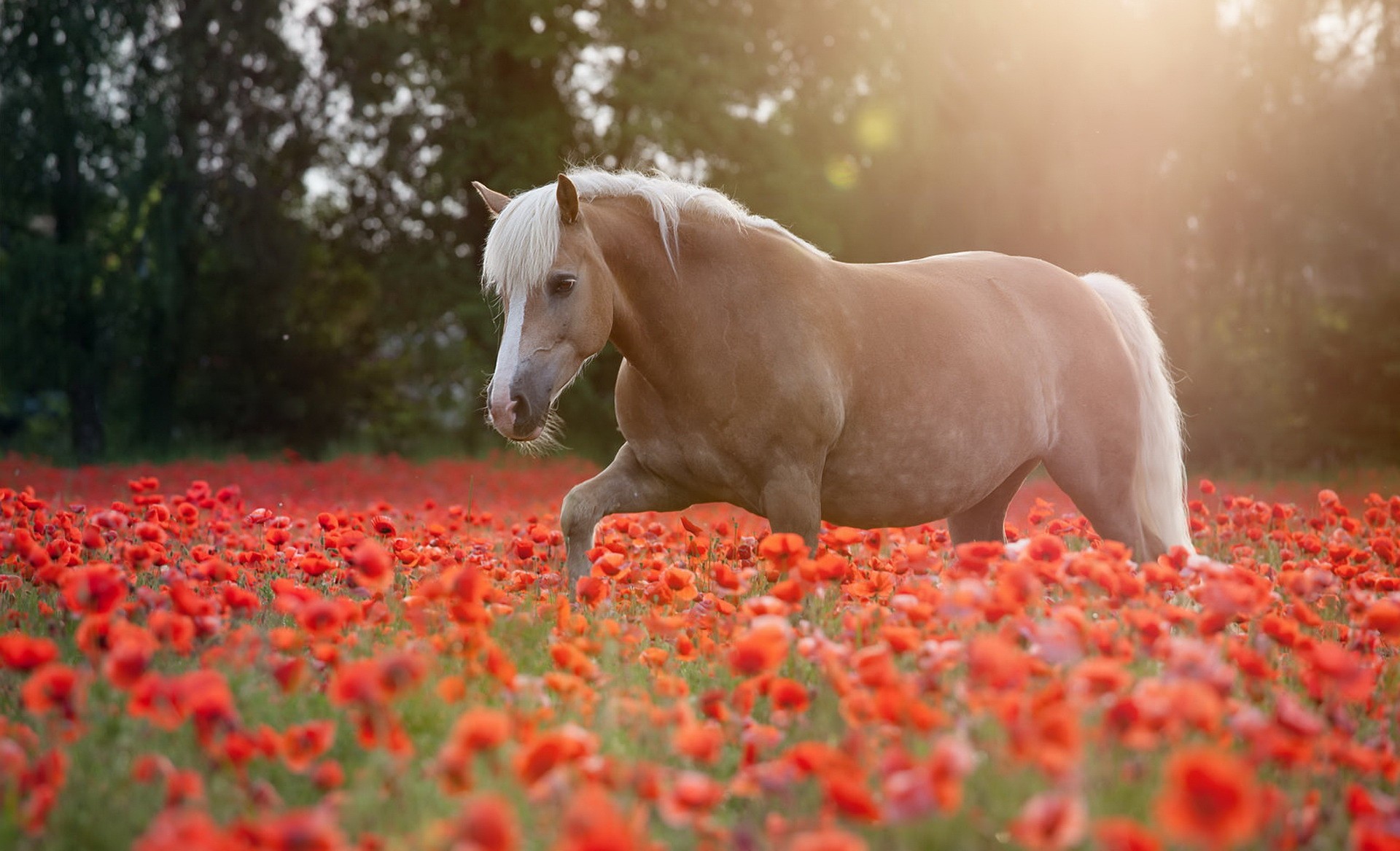 General 1920x1167 animals horse flowers field poppies nature