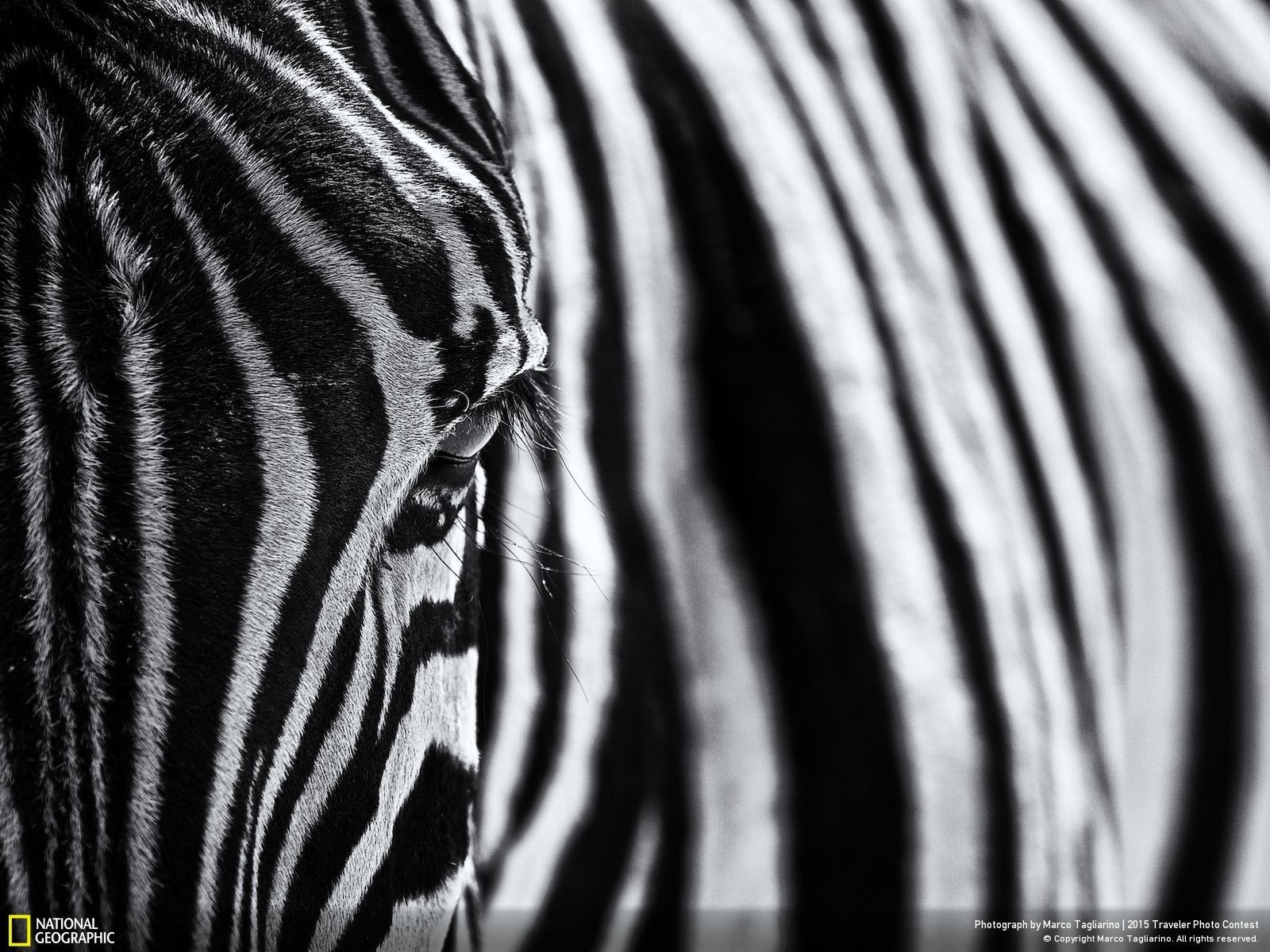 General 1600x1200 wildlife animals zebras National Geographic 2015 (Year) closeup watermarked