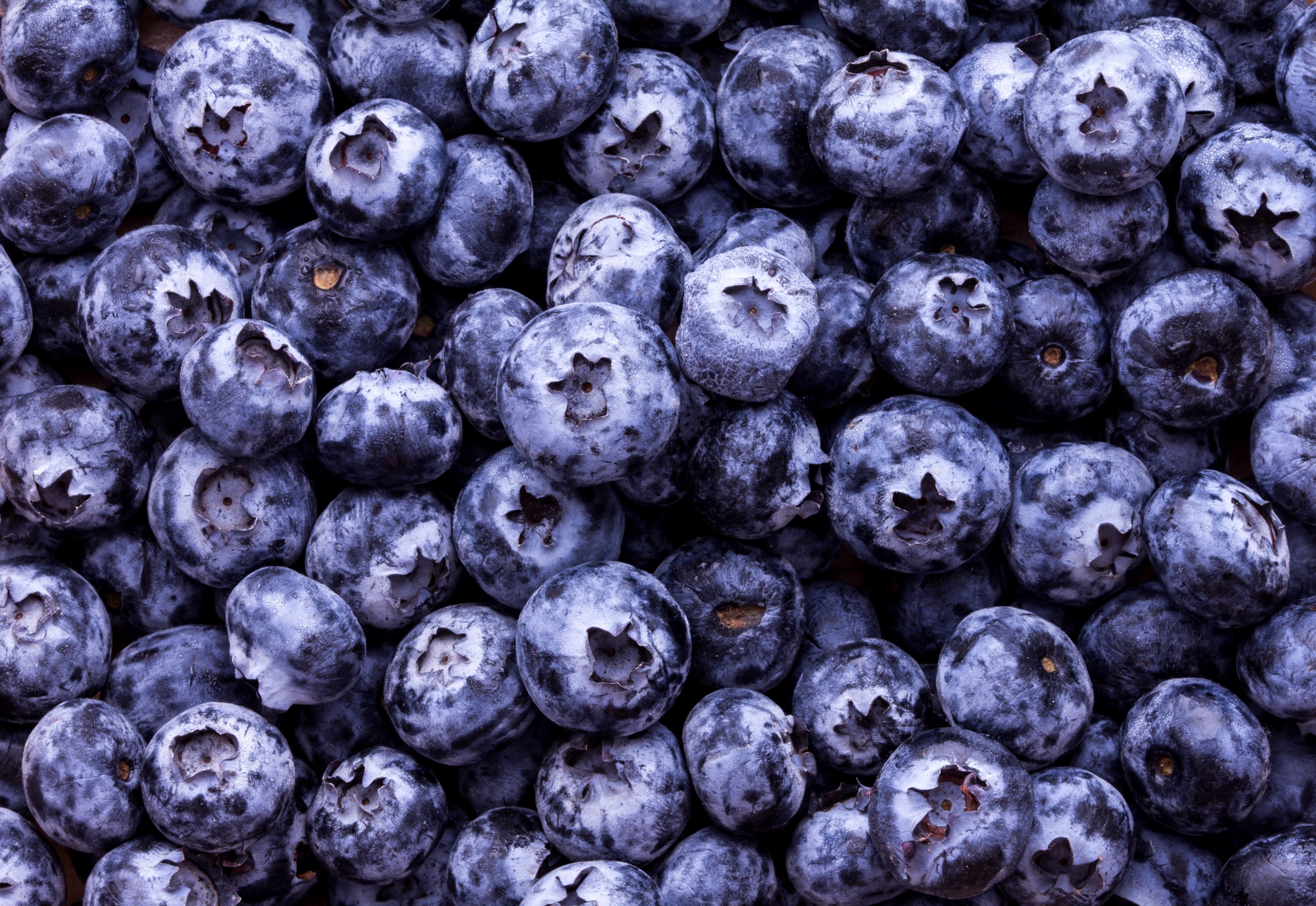 General 2560x1763 food fruit berries blueberries