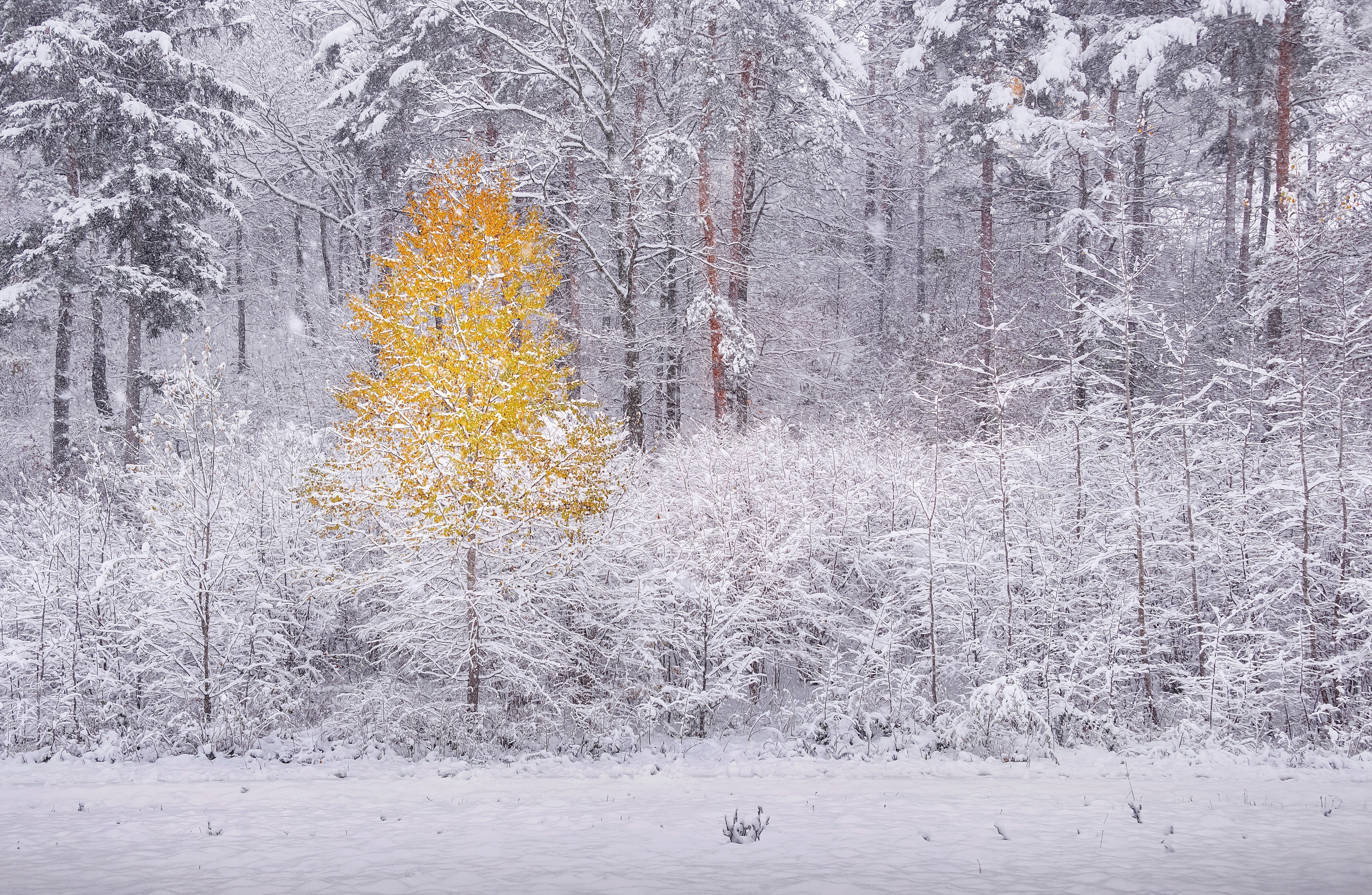 General 2560x1670 winter outdoors snow trees yellow snowing forest