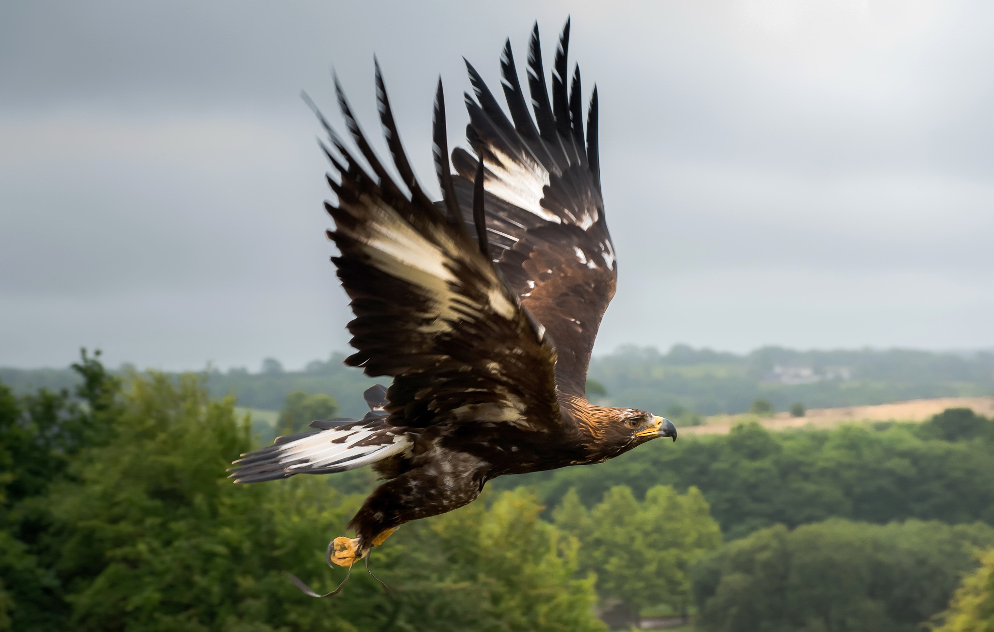 General 2048x1303 birds animals flying eagle