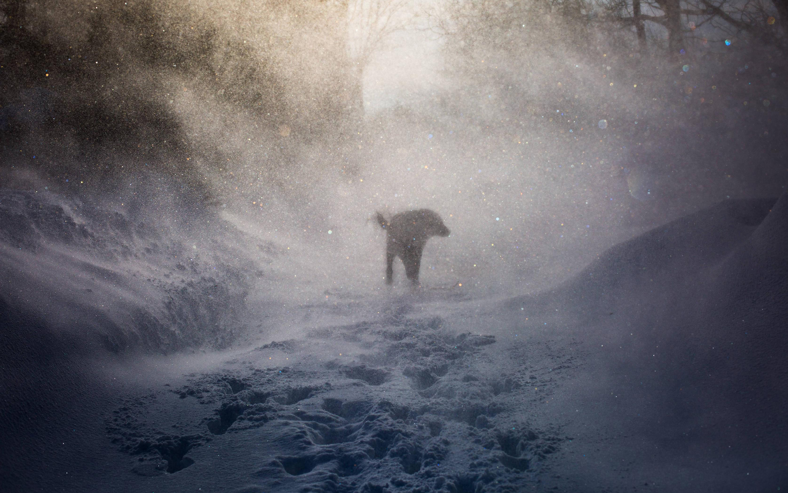 General 2560x1600 dog pet animals silhouette snowing winter snow