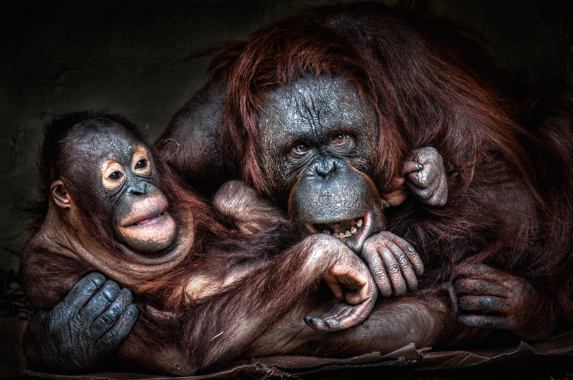 General 2000x1327 Mother baby animals orangutans animals apes closeup