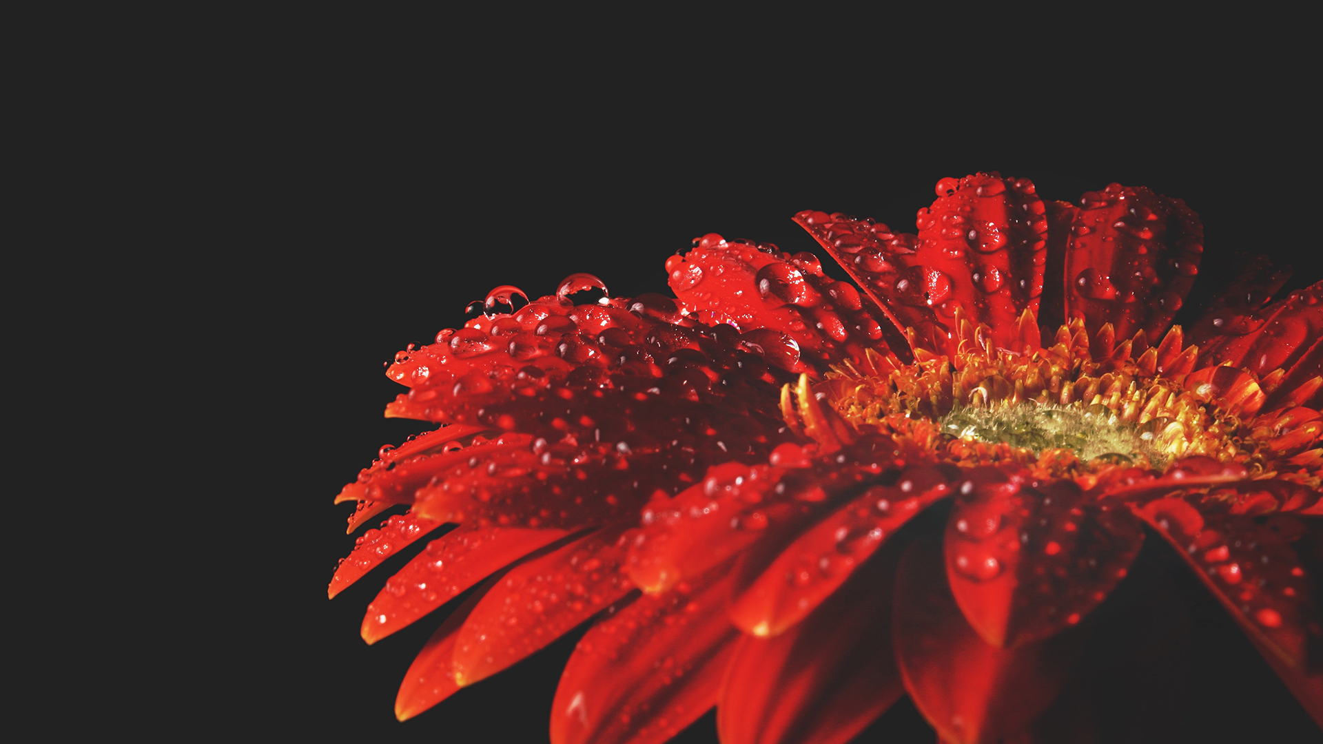 General 1920x1080 nature flowers red flowers water drops simple background