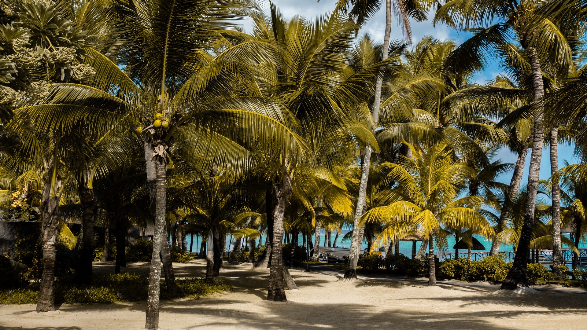 General 1920x1080 palm trees tropics beach Mauritius trees tropical