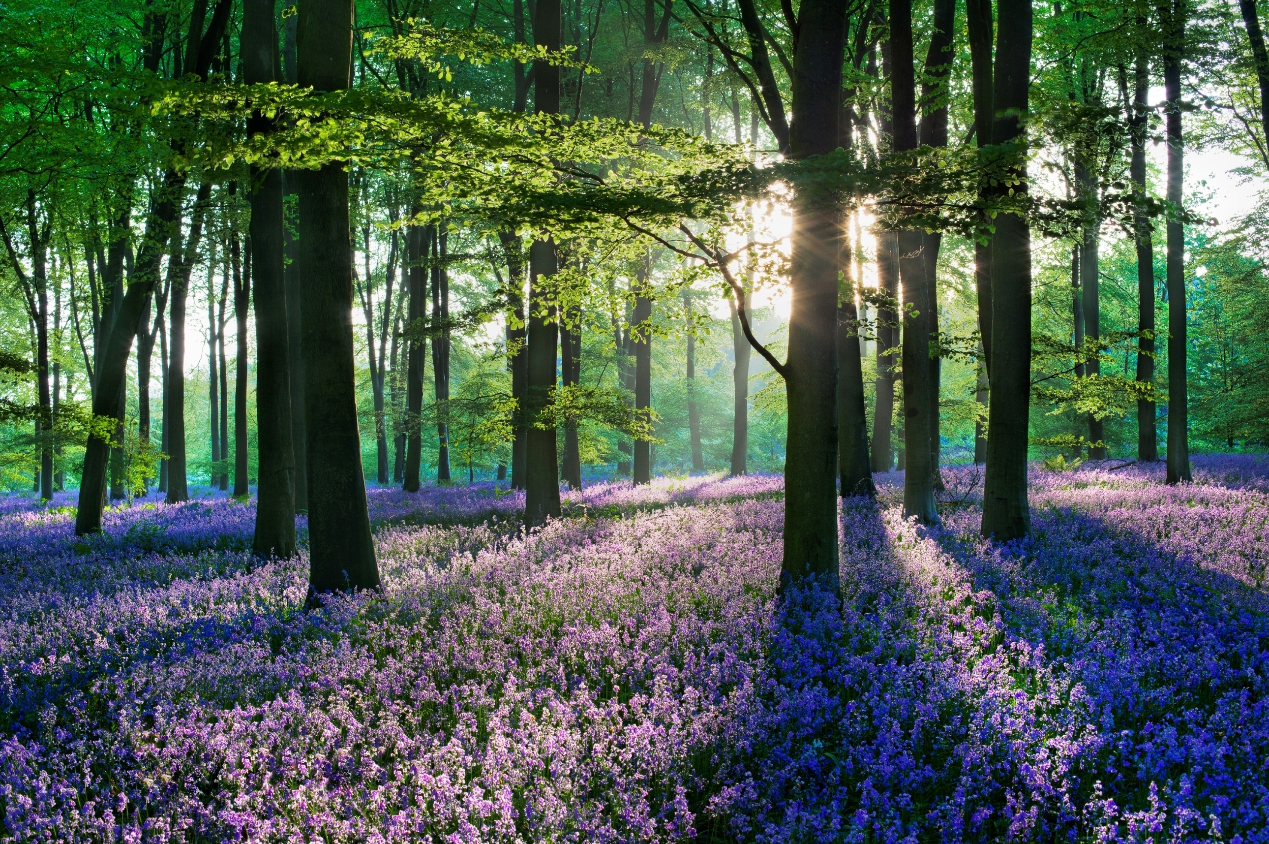 General 2580x1715 nature forest trees flowers colorful sunlight