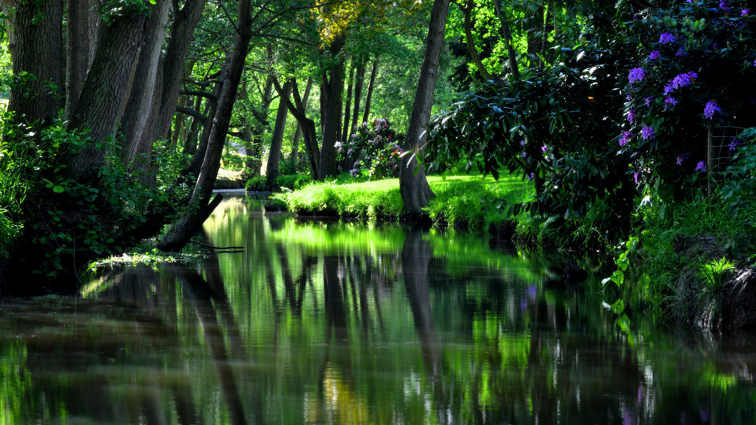General 2560x1440 river water trees grass plants nature sunlight