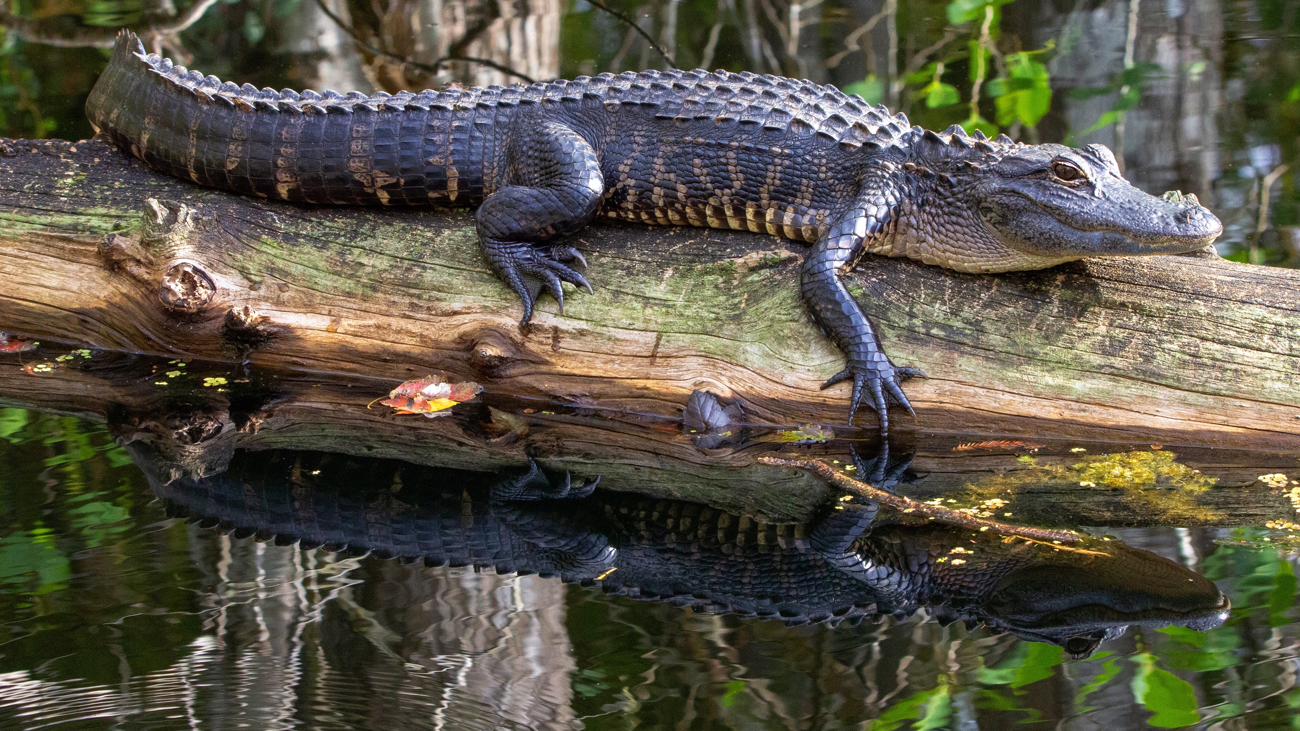 General 2560x1440 animals reptiles crocodiles water reflection