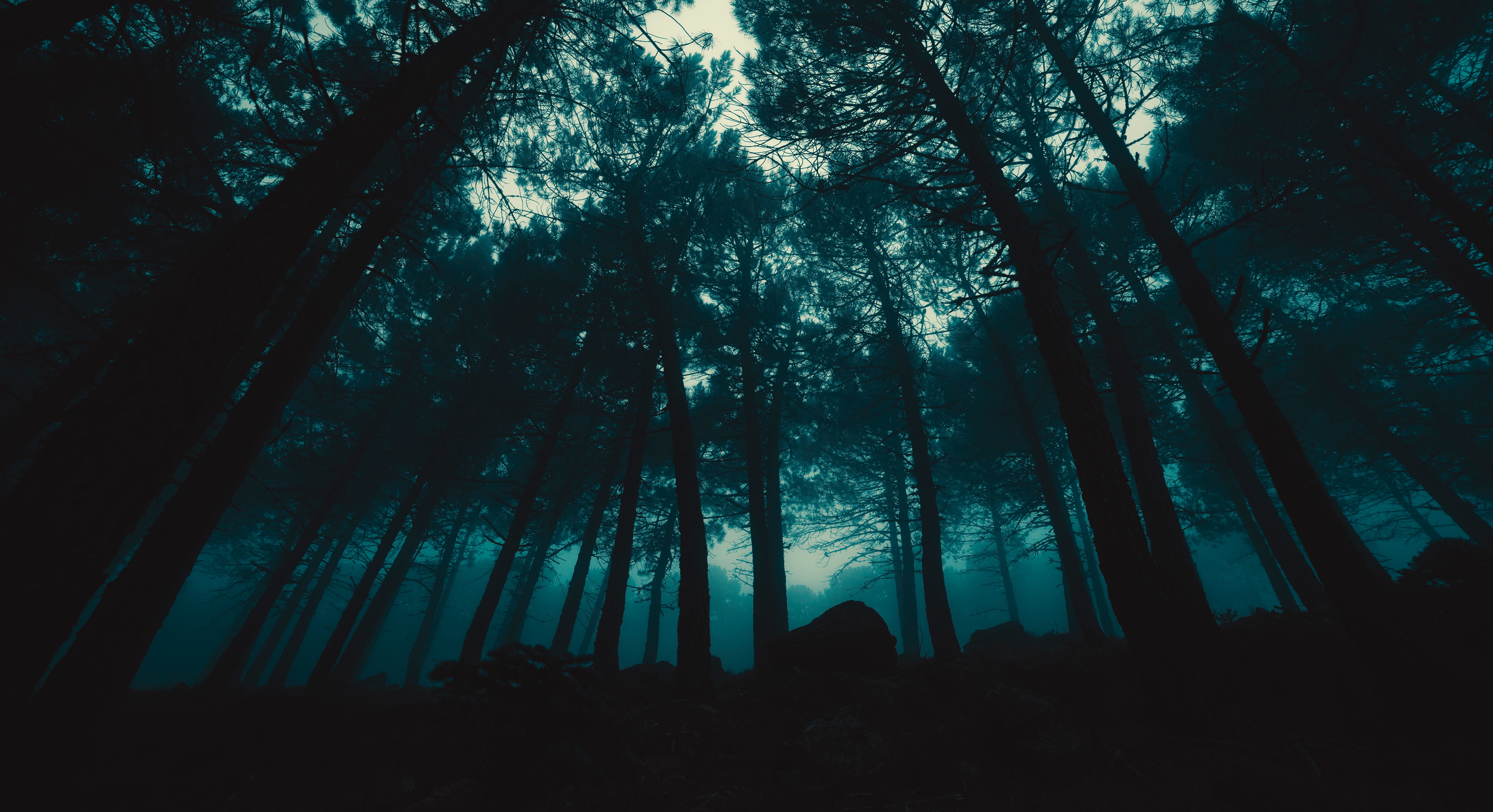 General 6000x3265 forest dark trees mist rocks nature sky low-angle low light
