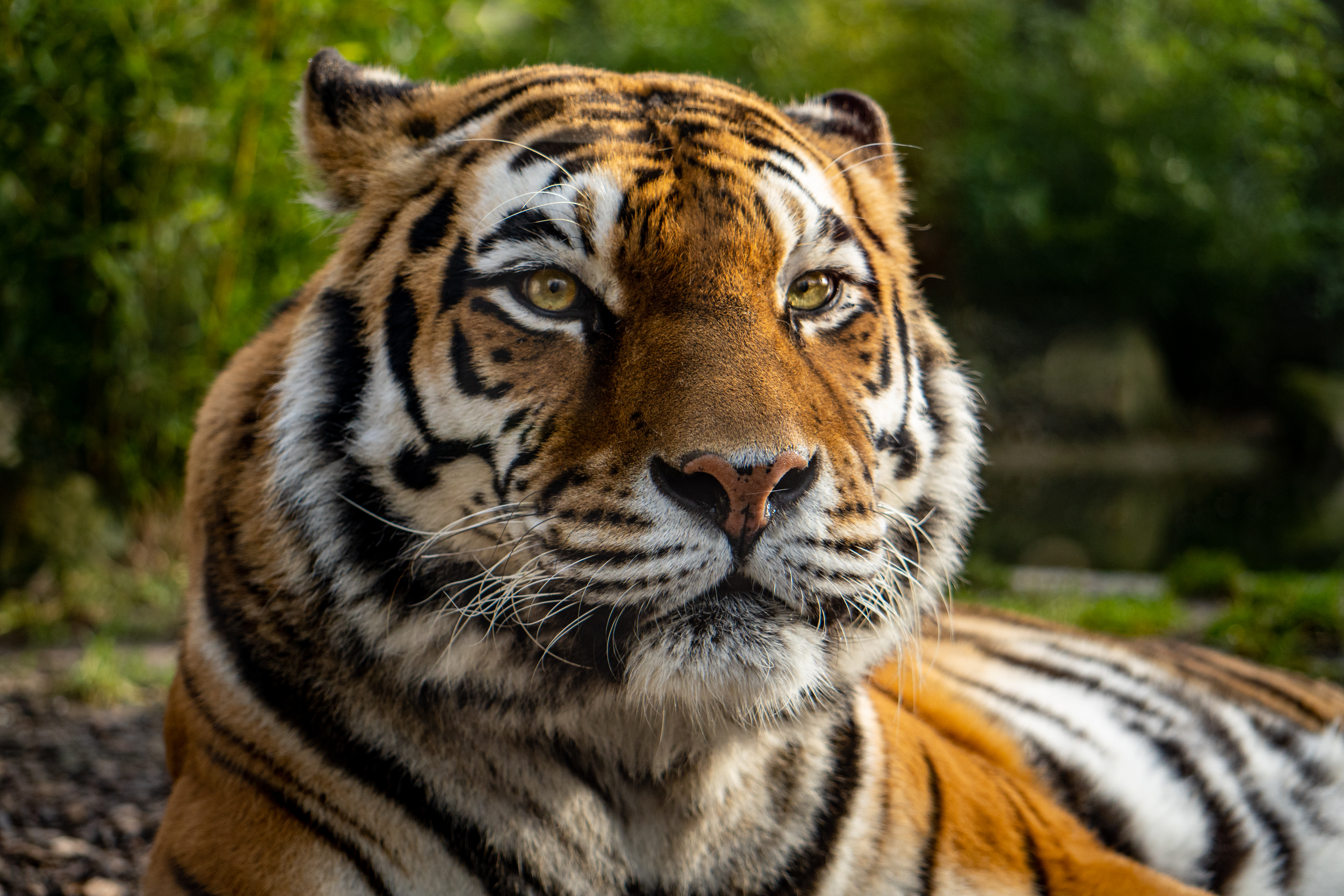 General 6000x4000 animals tiger depth of field big cats wildlife closeup