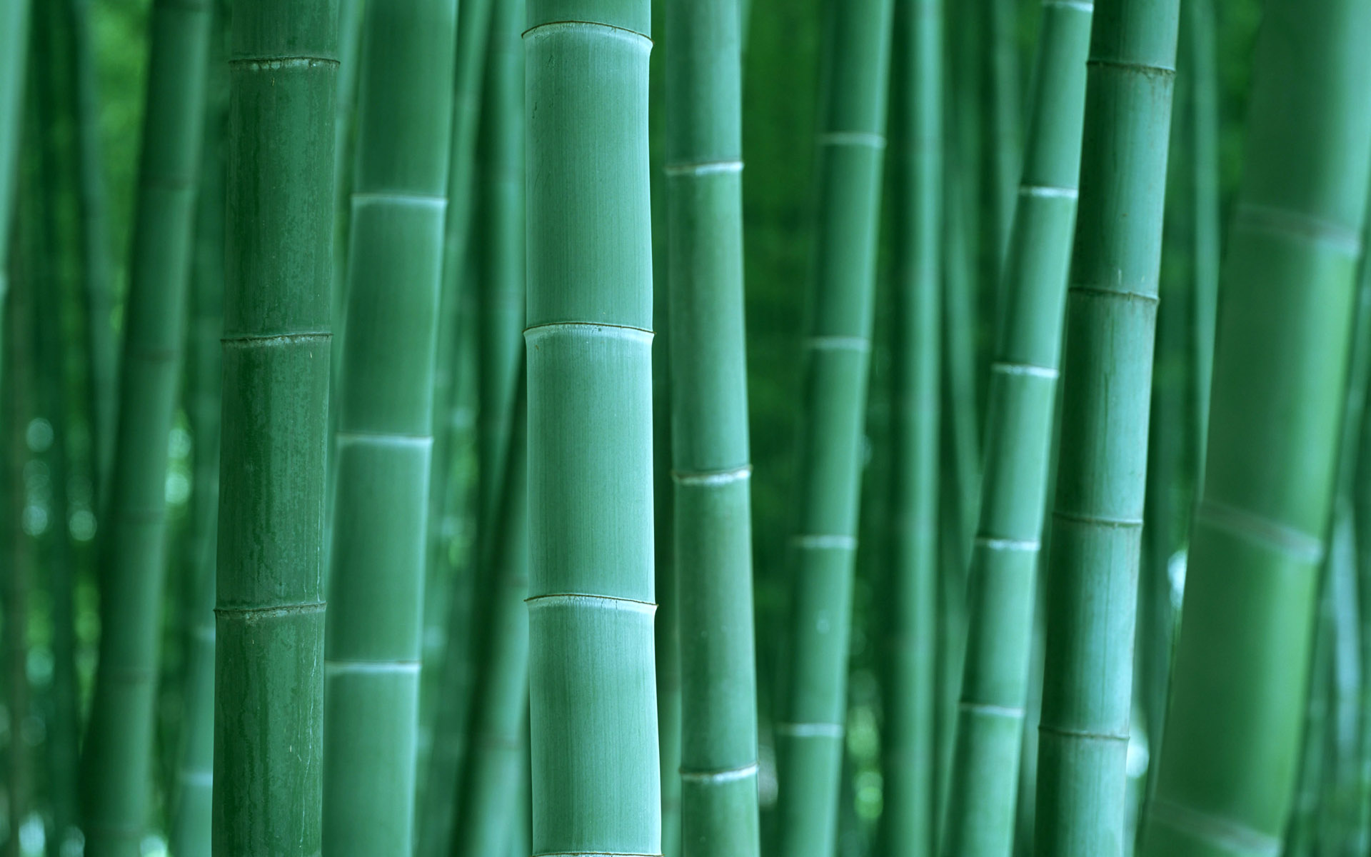 General 1920x1200 bamboo nature green