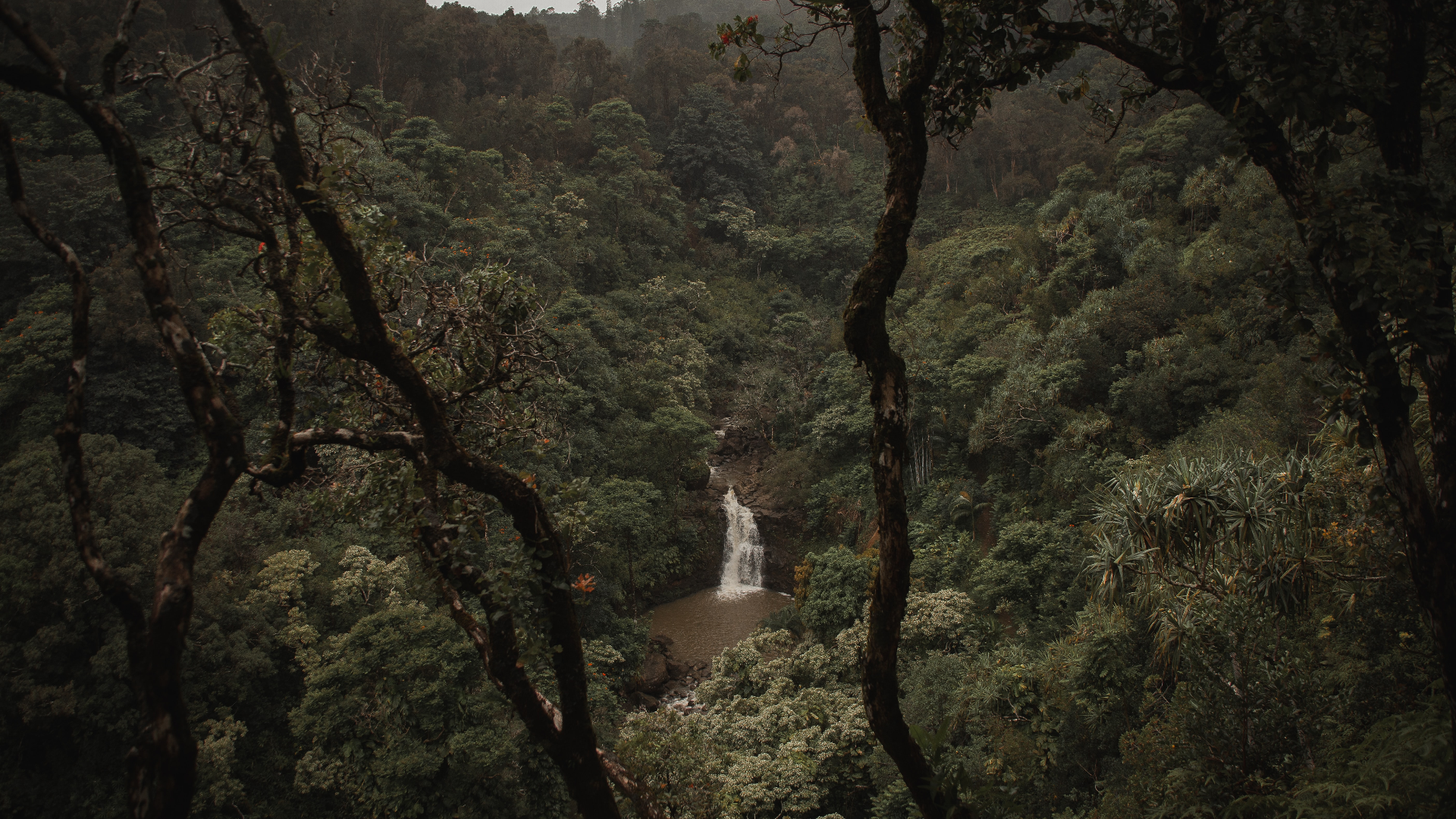 General 1920x1080 nature landscape trees water plants waterfall mist rainforest Monsoon rocks Maui Hawaii
