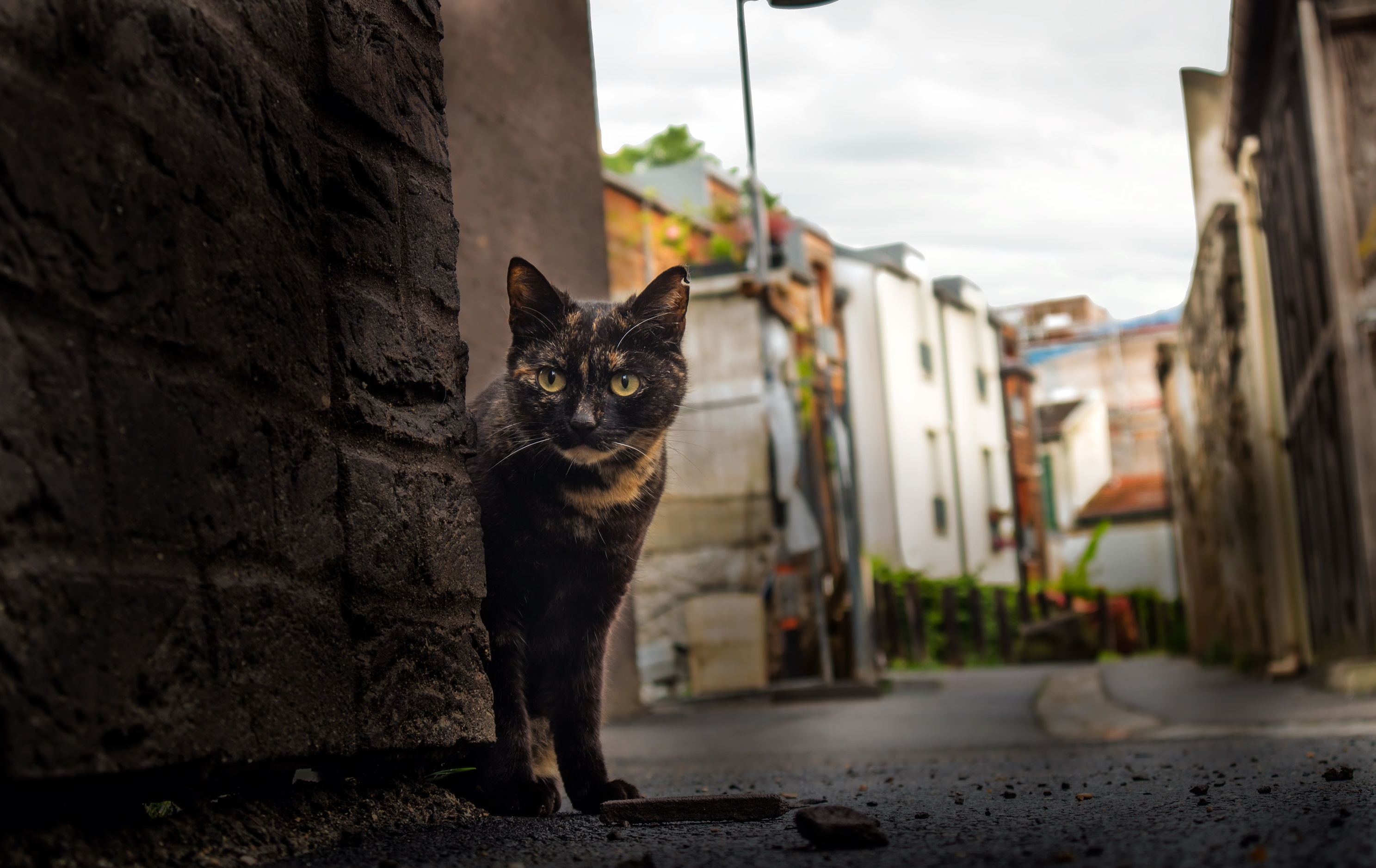 Hello street cat live. Уличная кошка. Коты в городе. Стамбул город кошек.