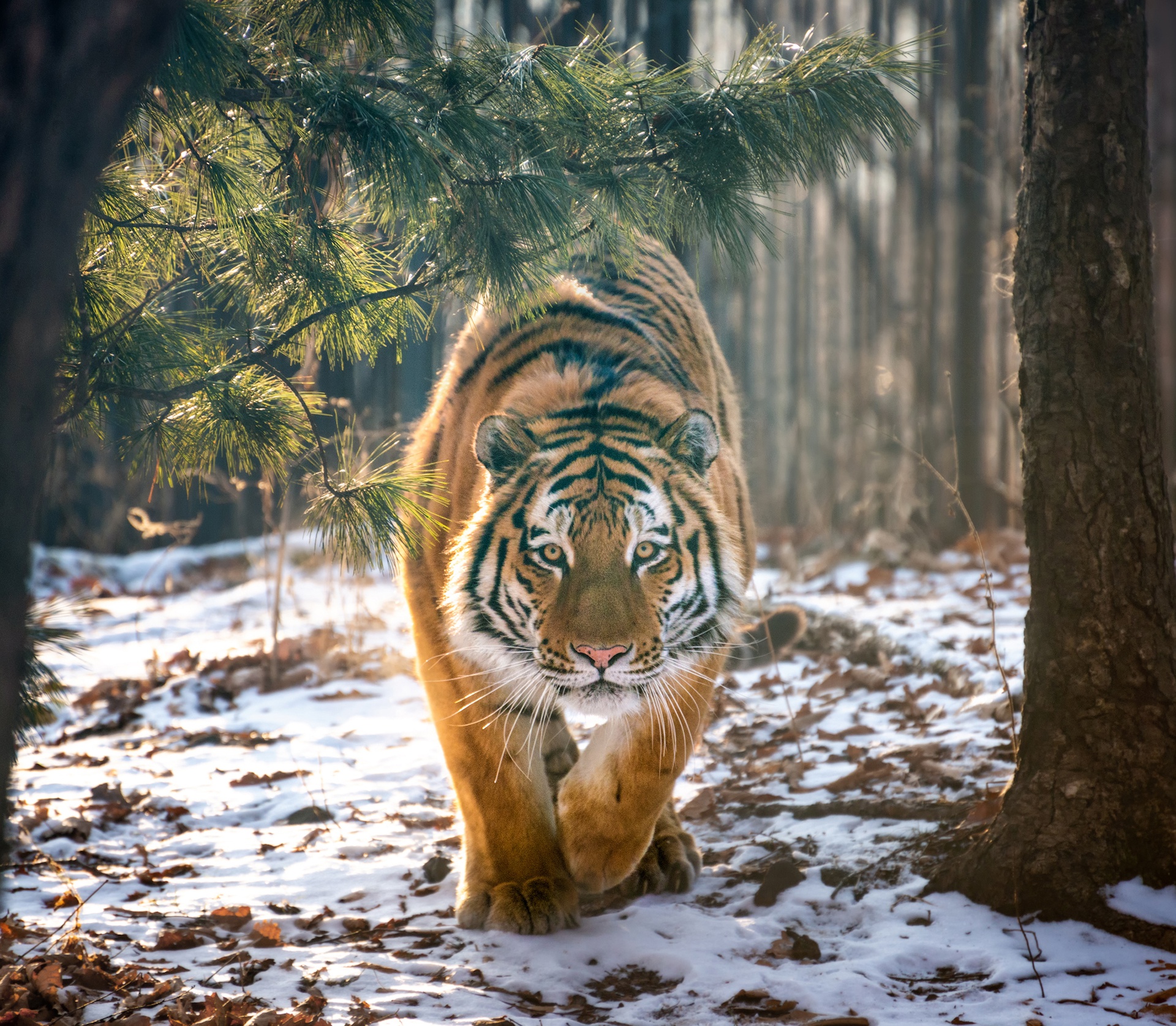 General 1920x1675 tiger big cats animals snow mammals