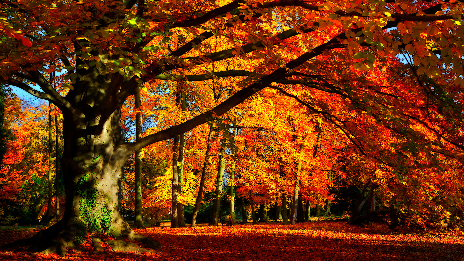 General 1920x1080 leaves fall trees forest nature France