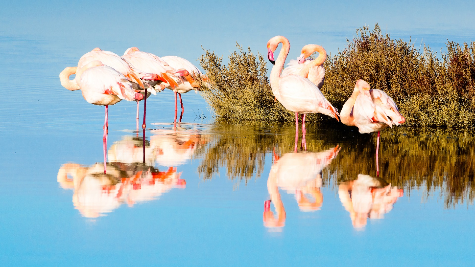 General 1920x1080 flamingos animals nature water reflection birds