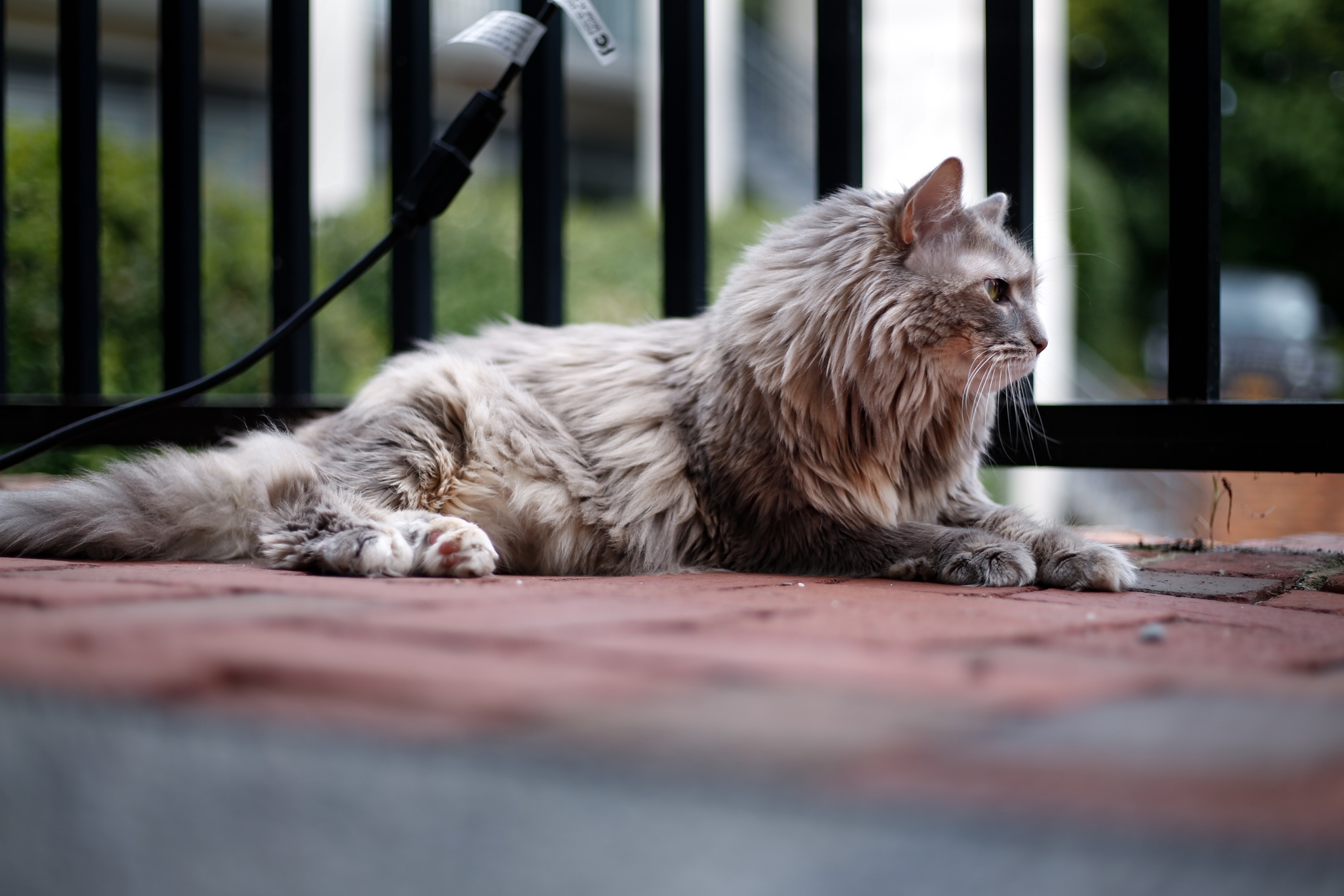 General 2048x1365 photography animals cats