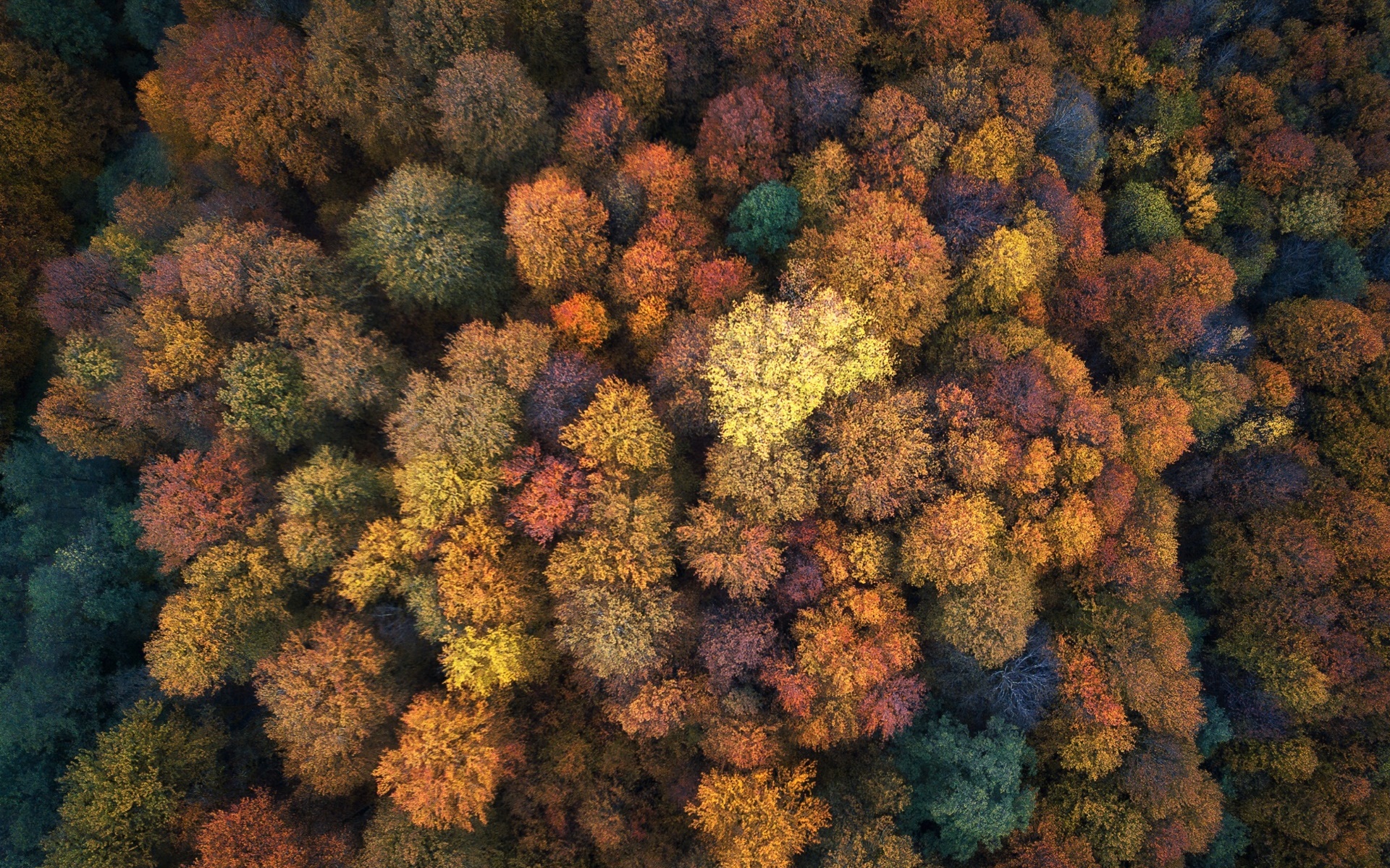 General 1920x1200 aerial view fall nature trees colorful plants forest