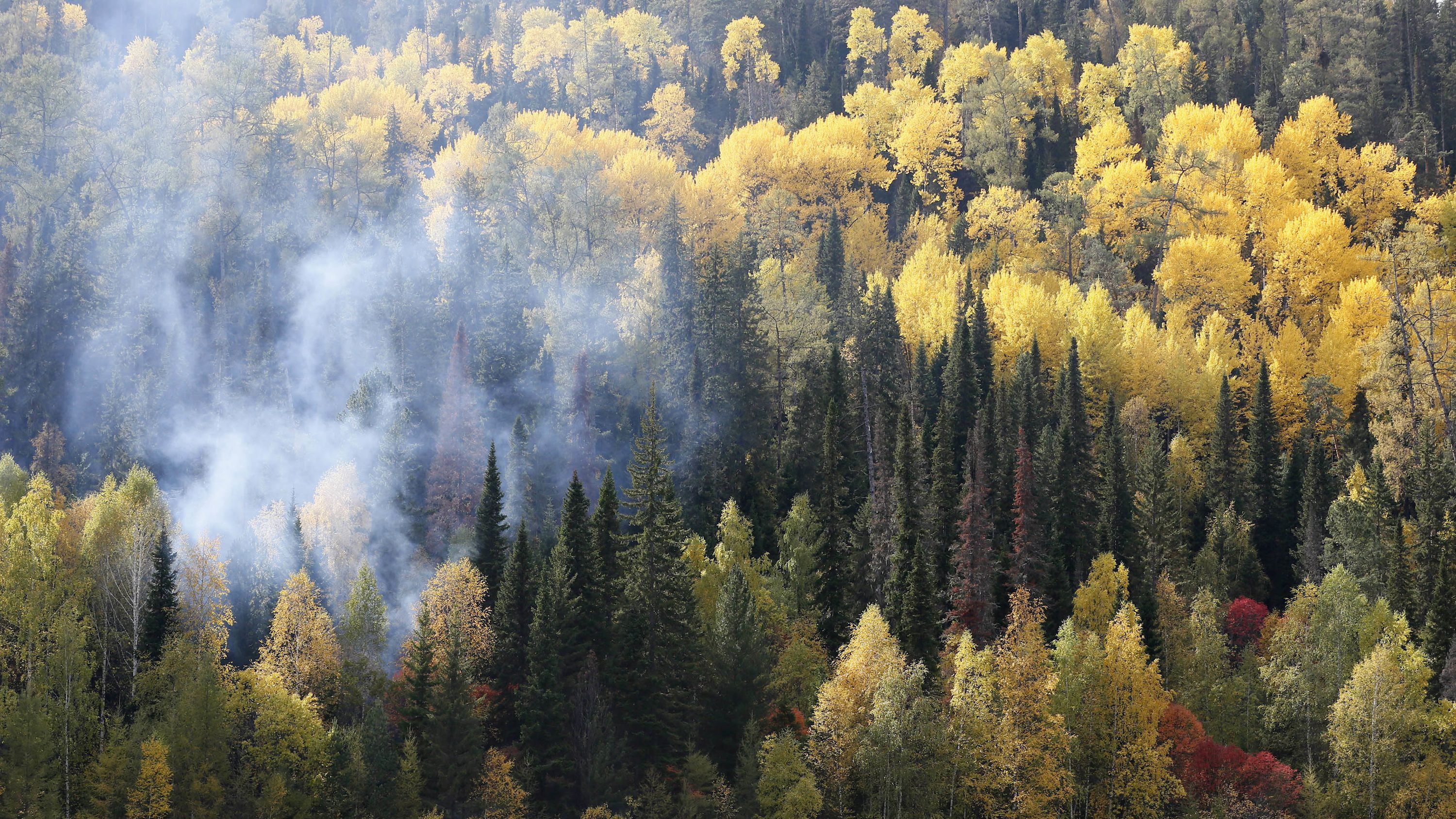 General 3000x1688 nature landscape trees forest fall mist Siberia Russia aerial view pine trees