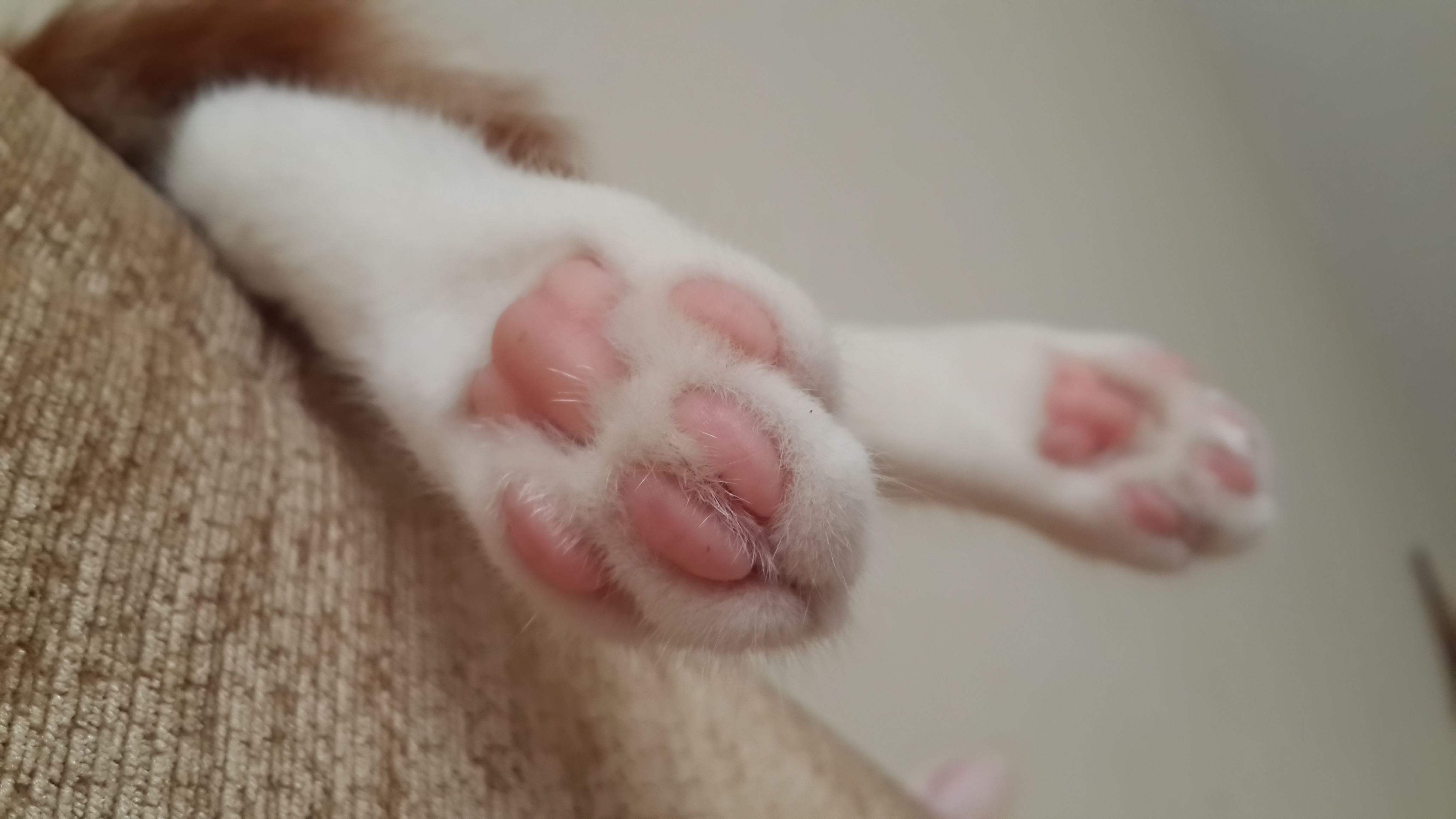 General 4128x2322 cats paws pink